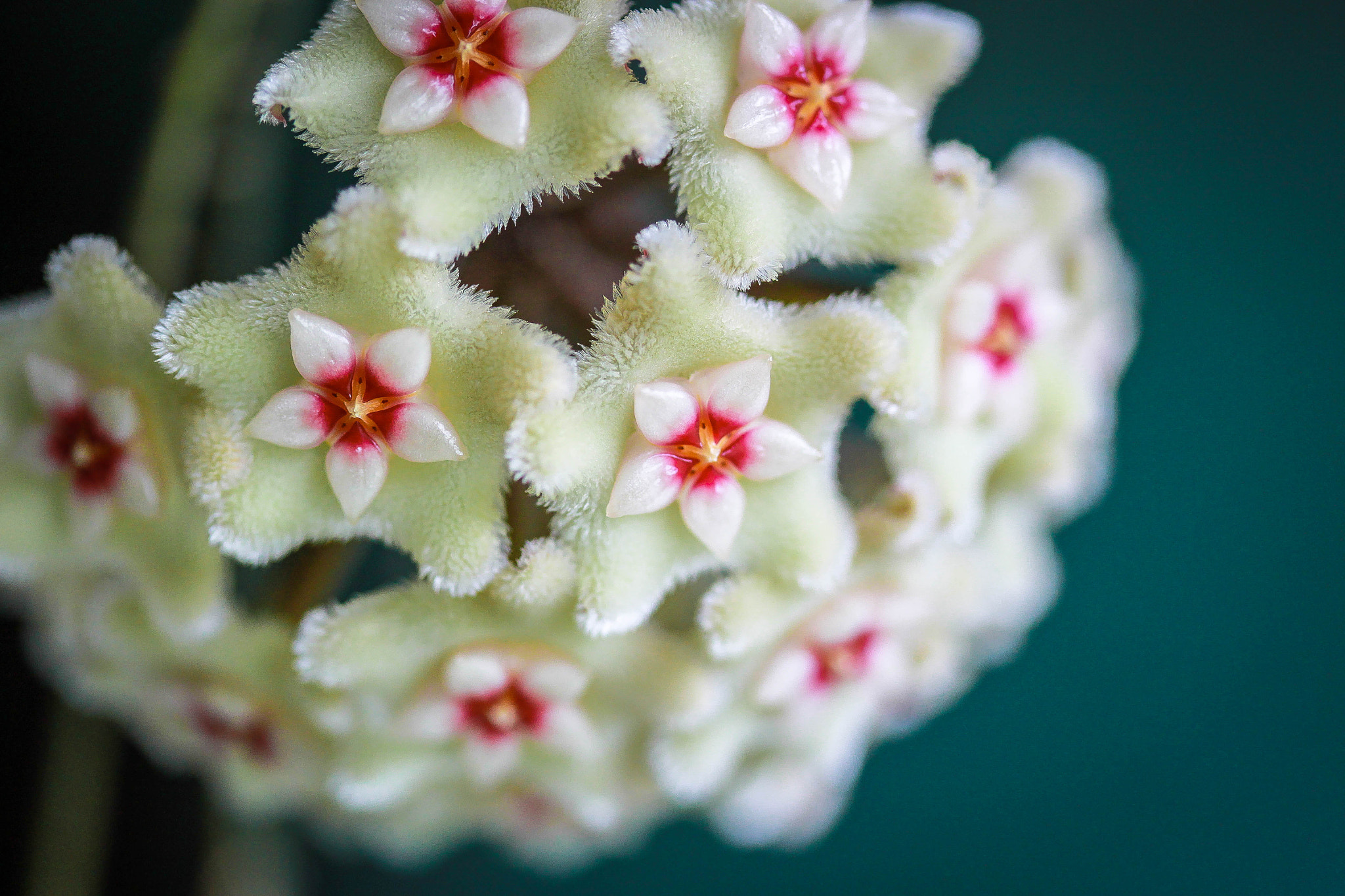 Canon EF-S 60mm F2.8 Macro USM sample photo. Hoya mathilde photography