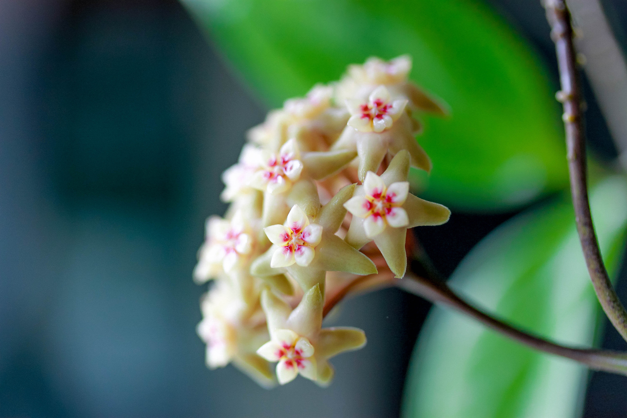 Canon EF-S 60mm F2.8 Macro USM sample photo. Hoya limoneica photography