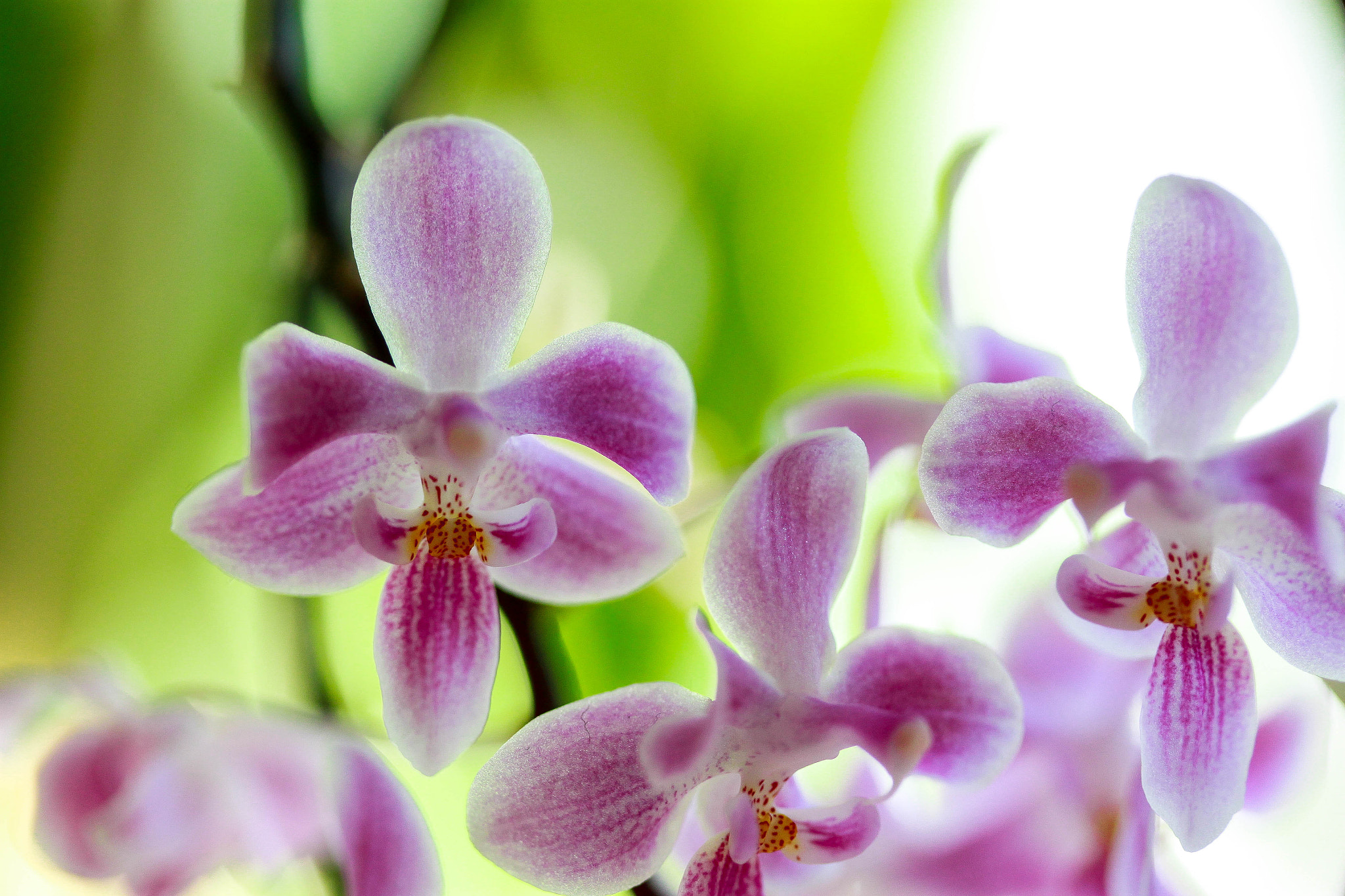 Canon EF-S 60mm F2.8 Macro USM sample photo. Phalaenopsis "silver star" photography