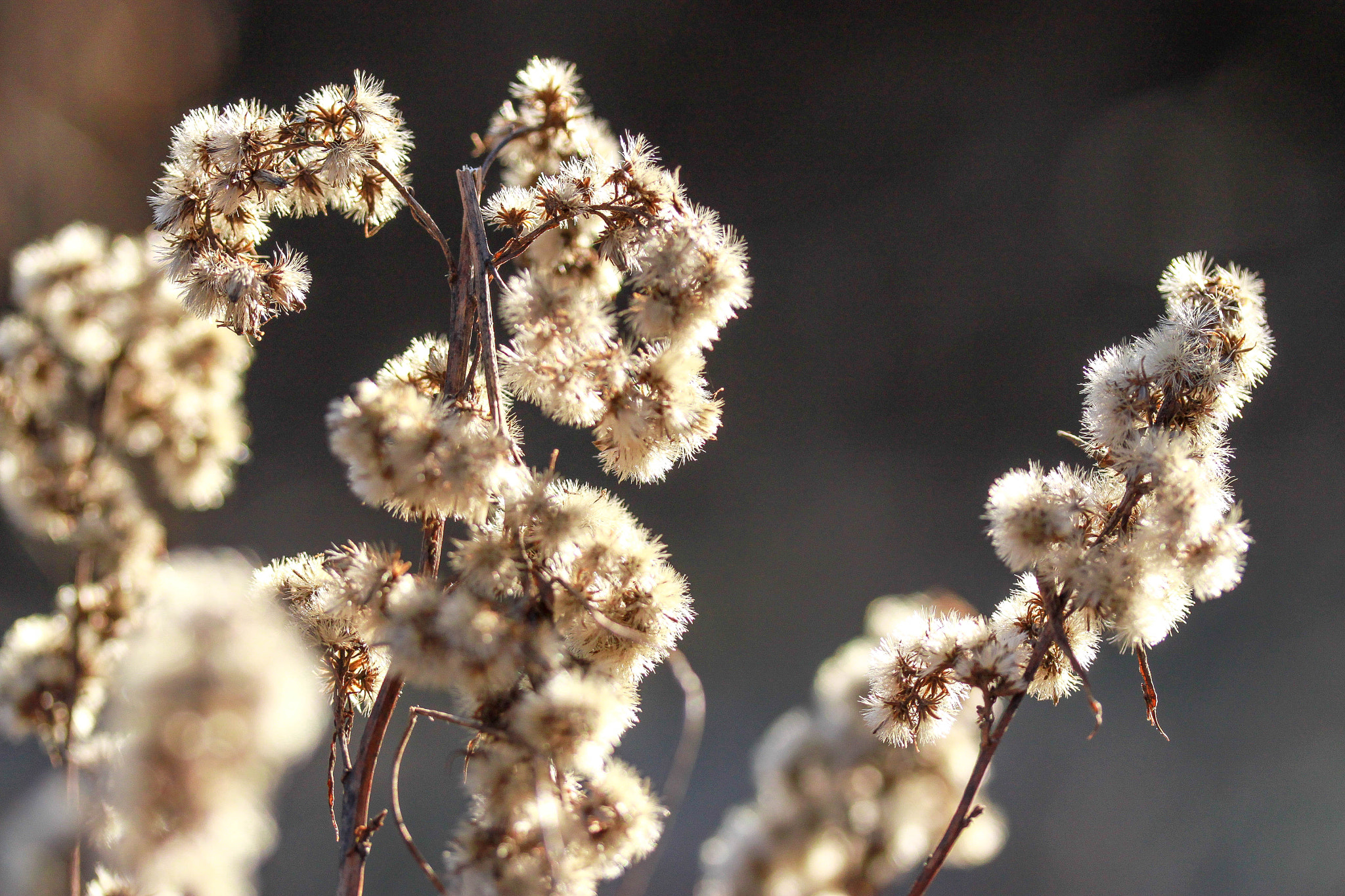 Canon EF-S 60mm F2.8 Macro USM sample photo. Winterimpression photography