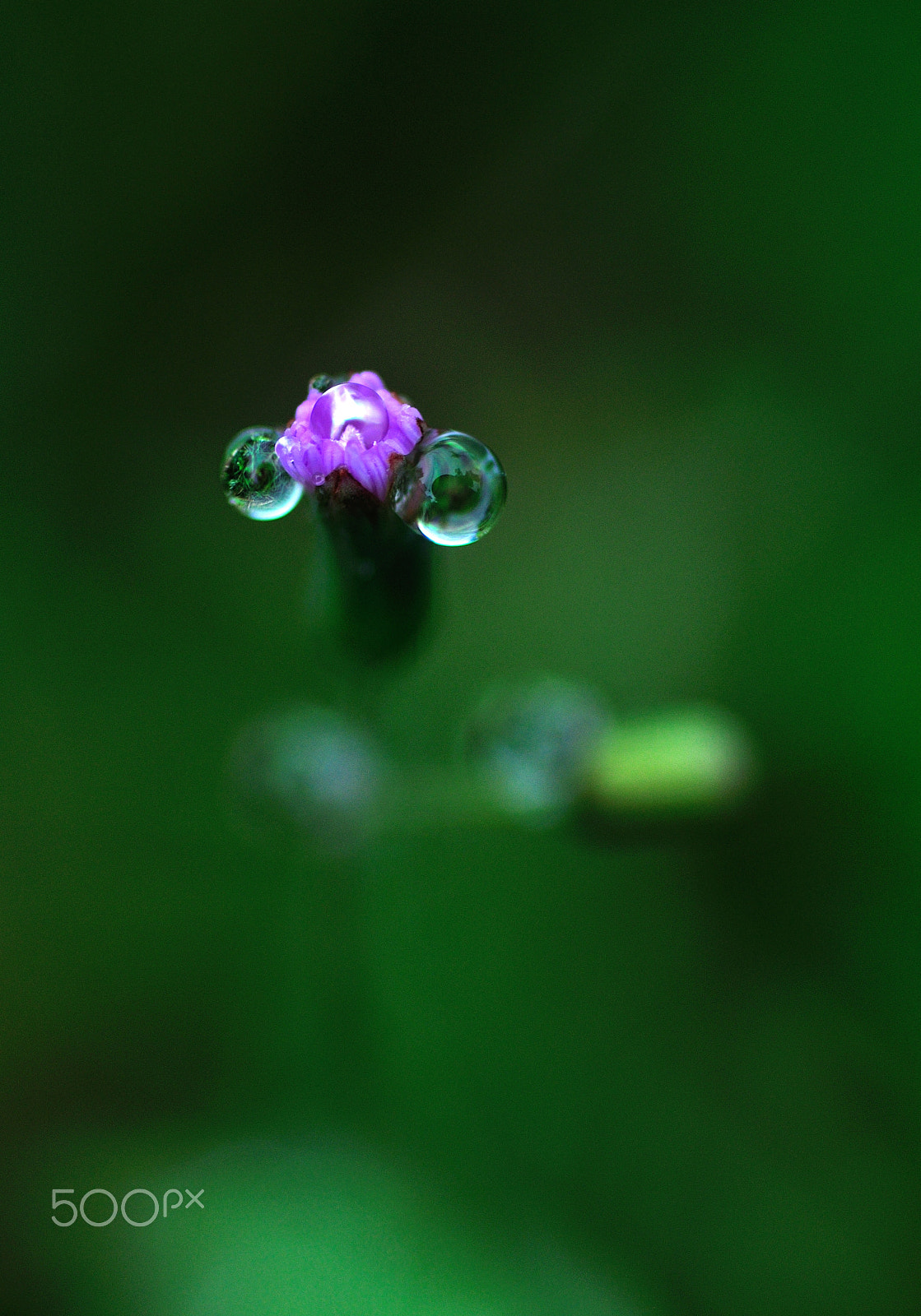 Nikon D90 + Tamron SP 90mm F2.8 Di VC USD 1:1 Macro sample photo. Wild flowers in the rain photography