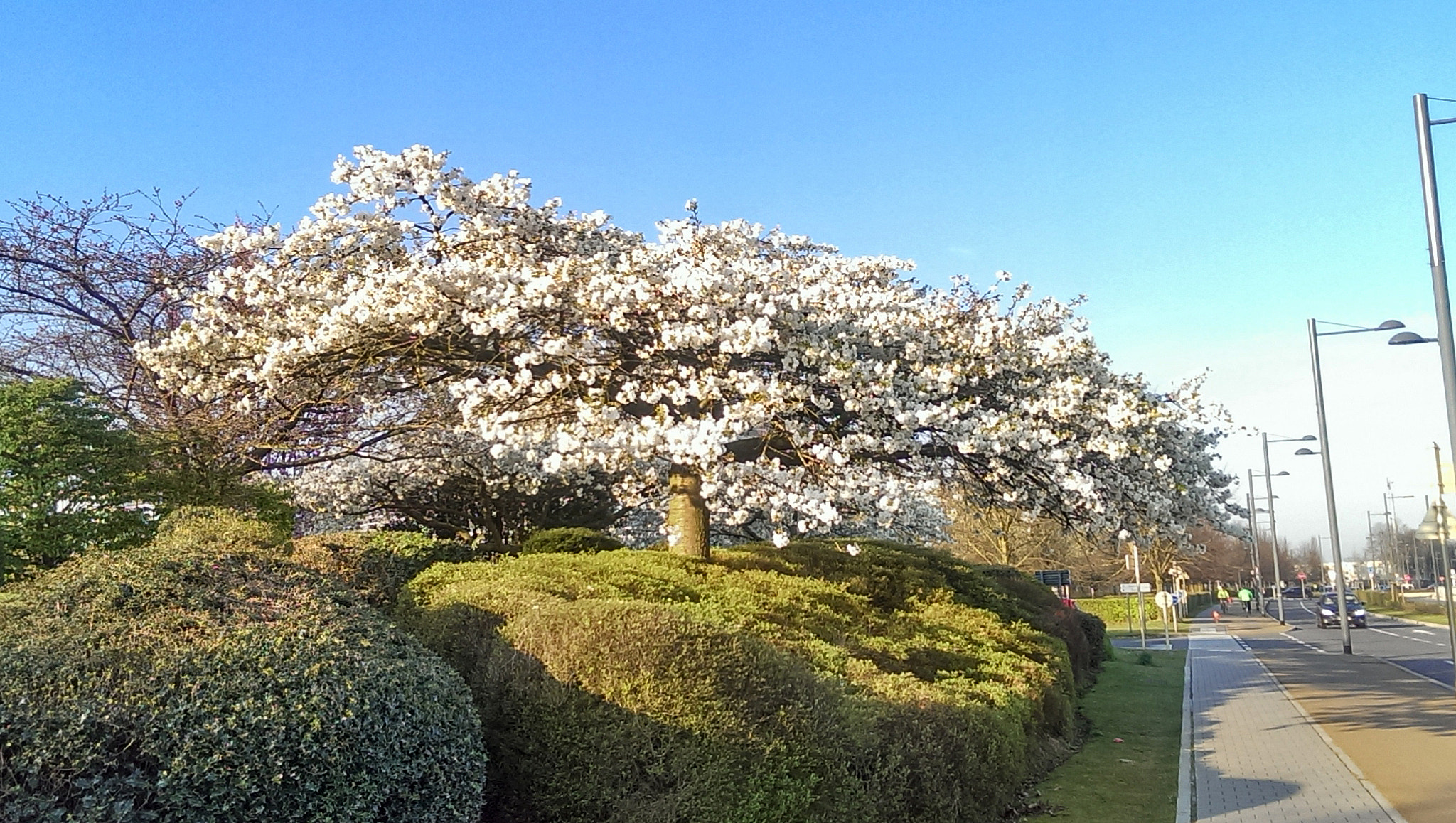 HTC ONE GOOGLE PLAY EDITION sample photo. Cherry blossoming on toyota yard photography