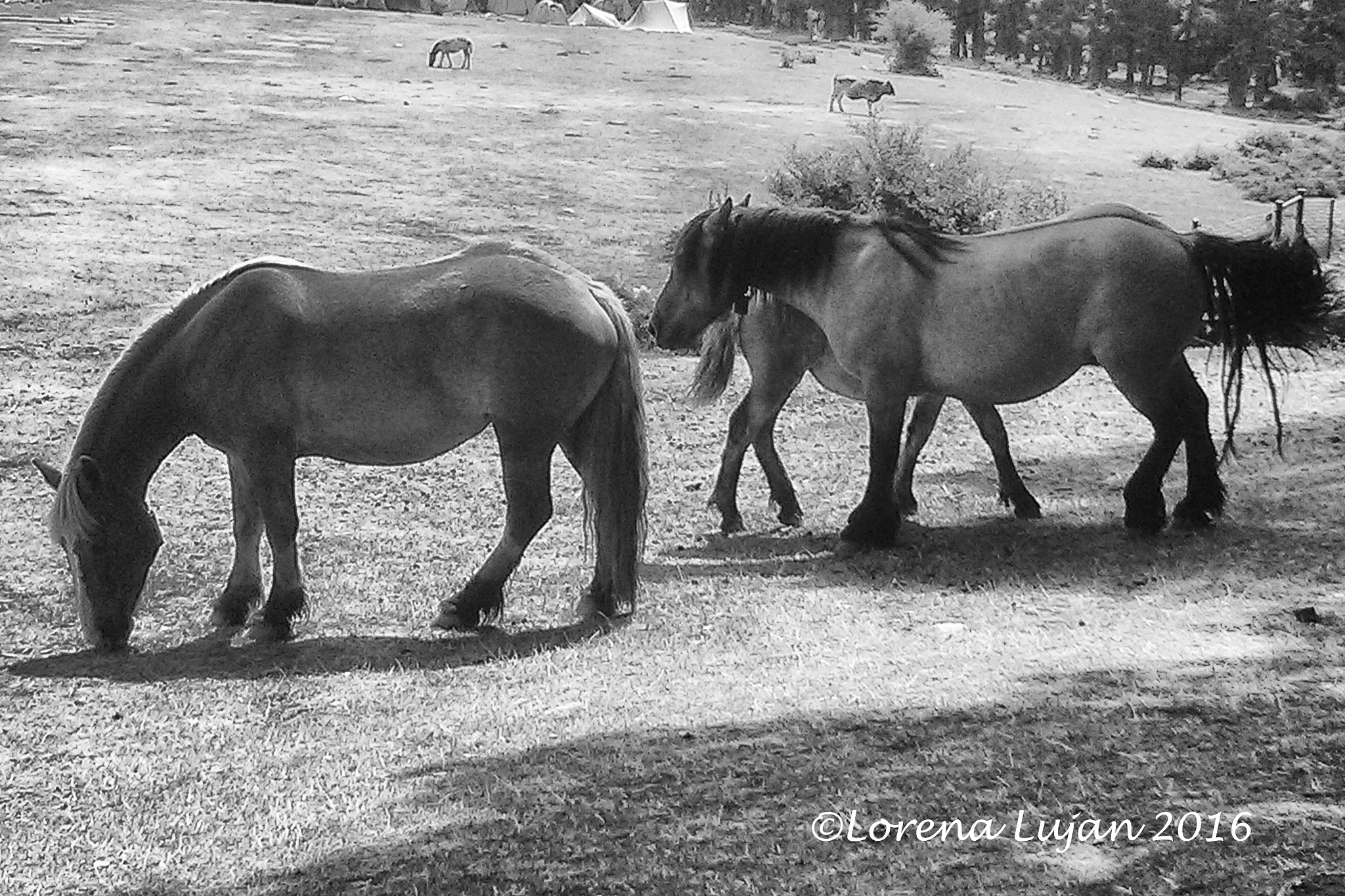 LG Nexus 4 sample photo. Caballos photography