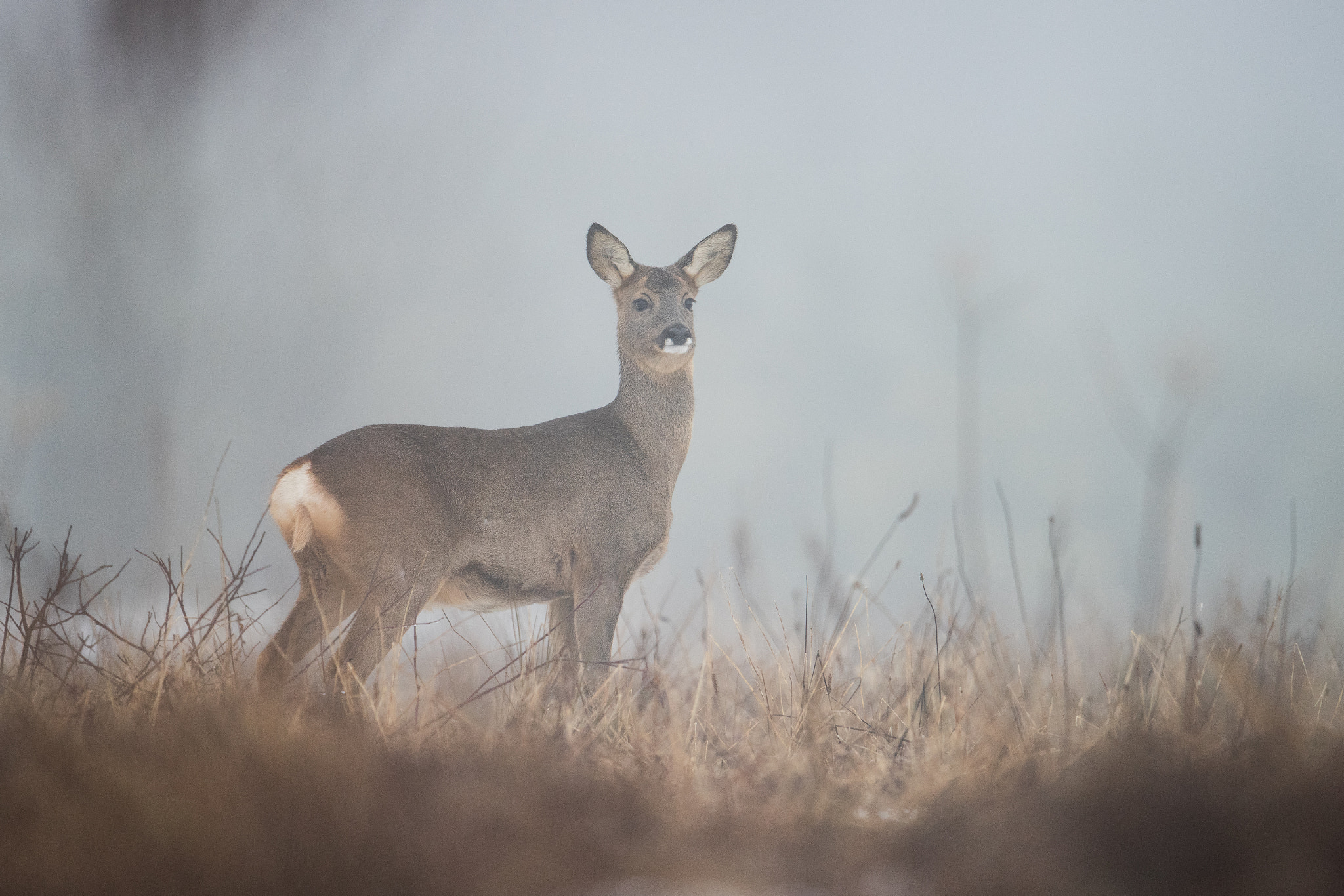 Nikon D810 + Nikon AF-S Nikkor 600mm F4G ED VR sample photo. Chevreuil dans la brume photography