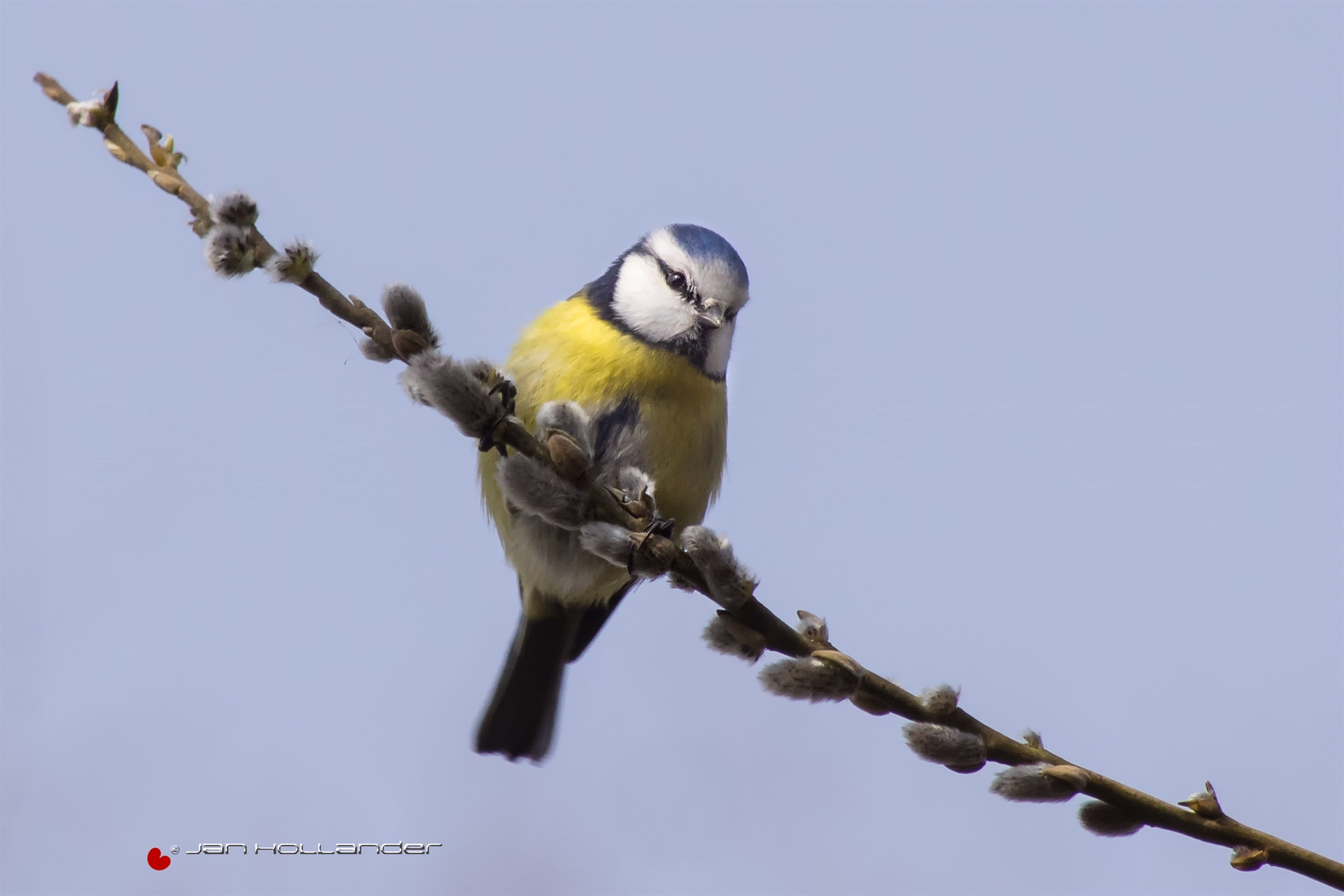 Pentax K-3 + Sigma sample photo. Tomtit photography