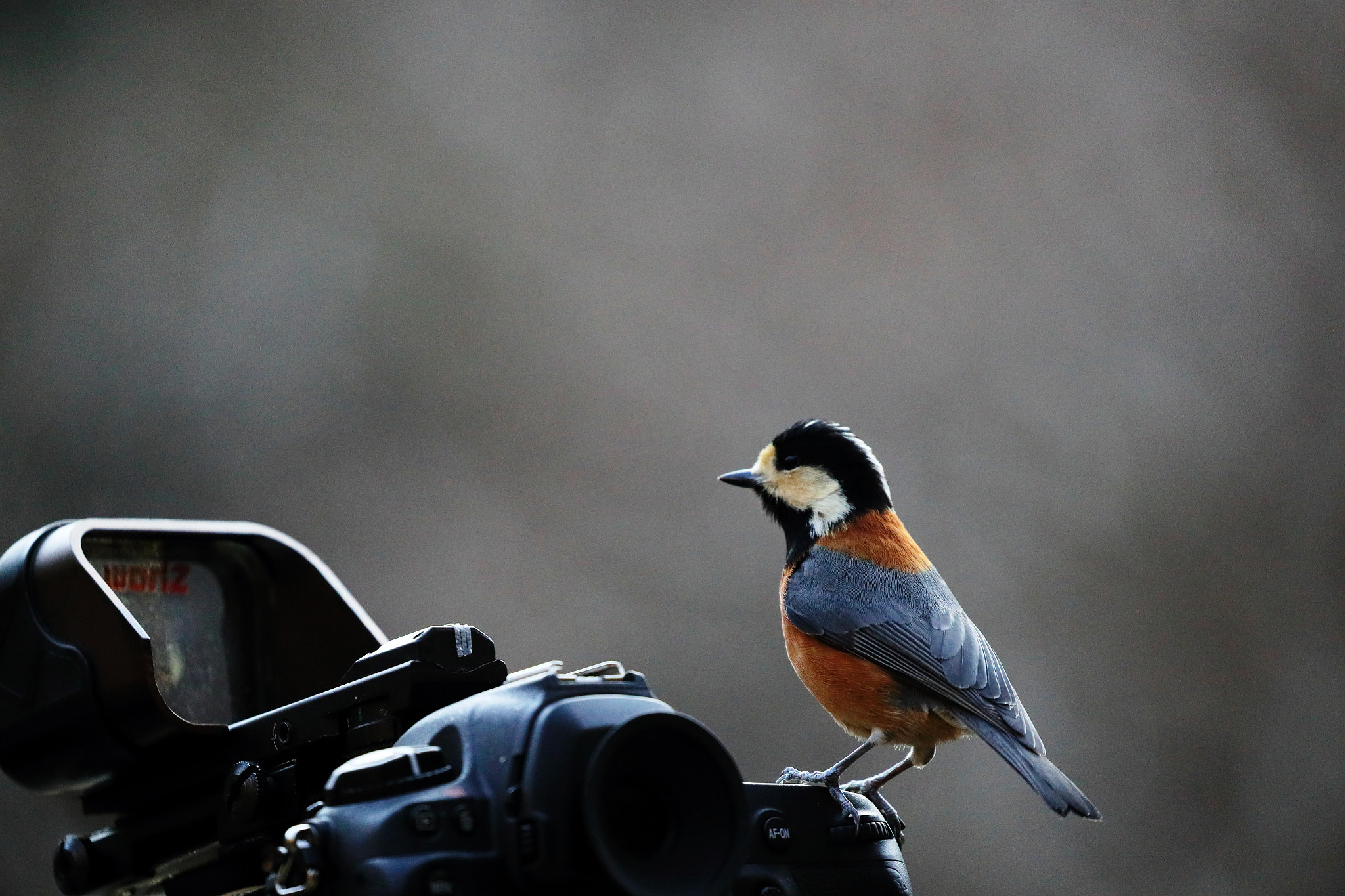 Canon EOS-1D X Mark II + Canon EF 100-400mm F4.5-5.6L IS II USM sample photo. A bird photography