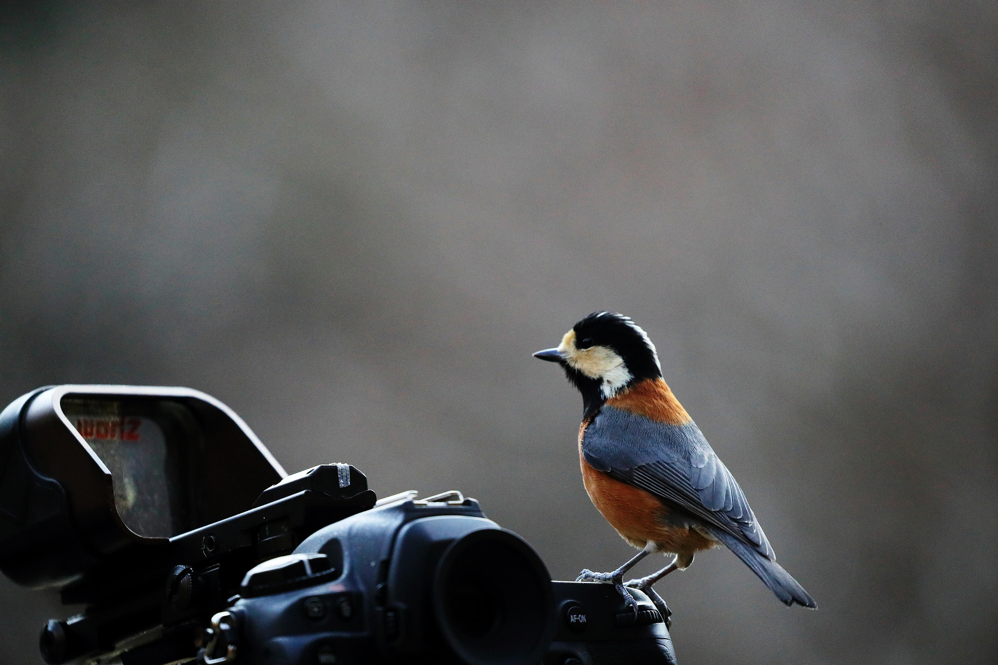 Canon EOS-1D X Mark II sample photo. A bird photography