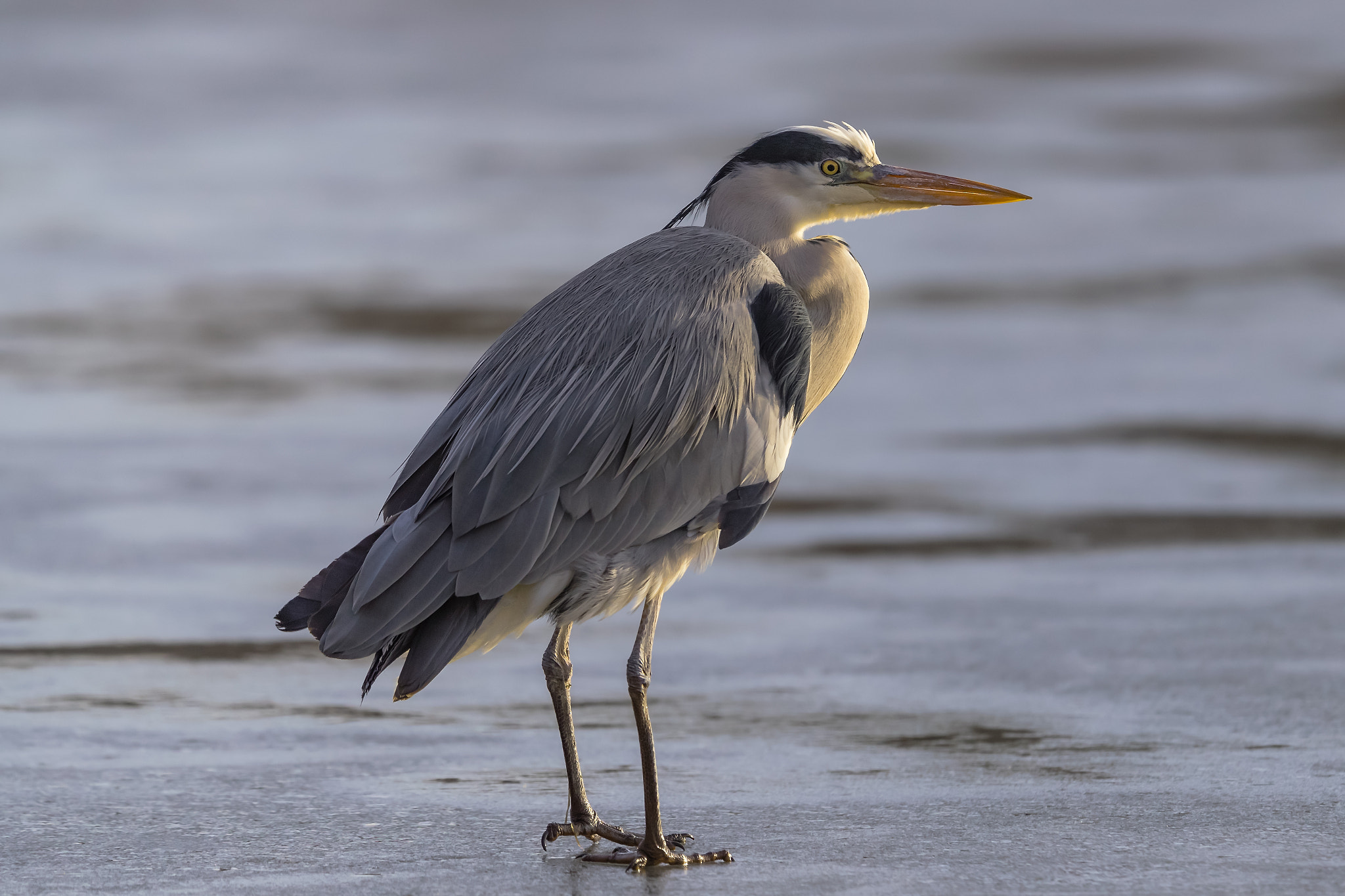 Canon EOS-1D X Mark II + Canon EF 400mm F2.8L IS II USM sample photo. Grey heron portrait.... photography