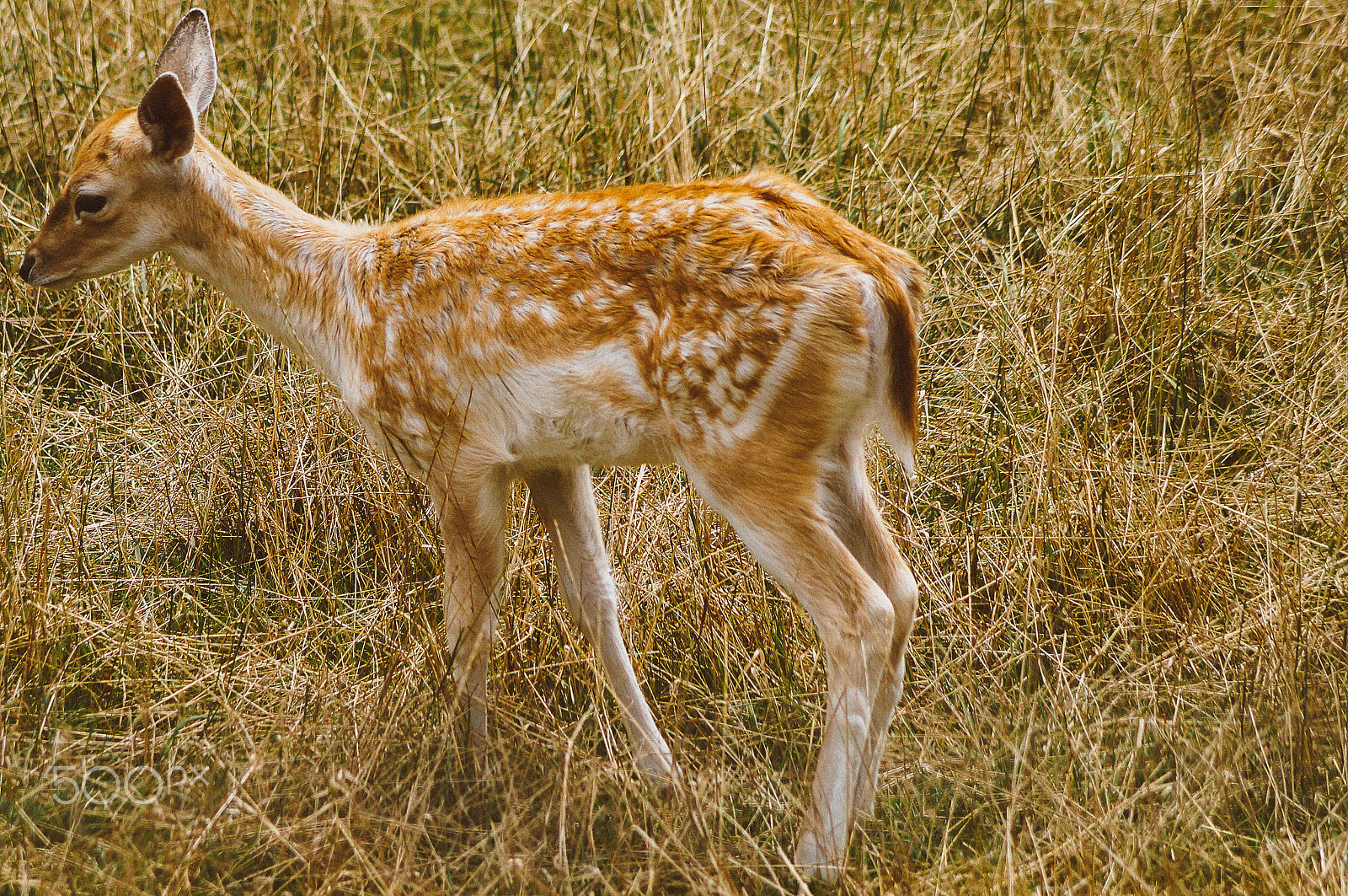 Sony SLT-A57 sample photo. Bambi fawn ! photography