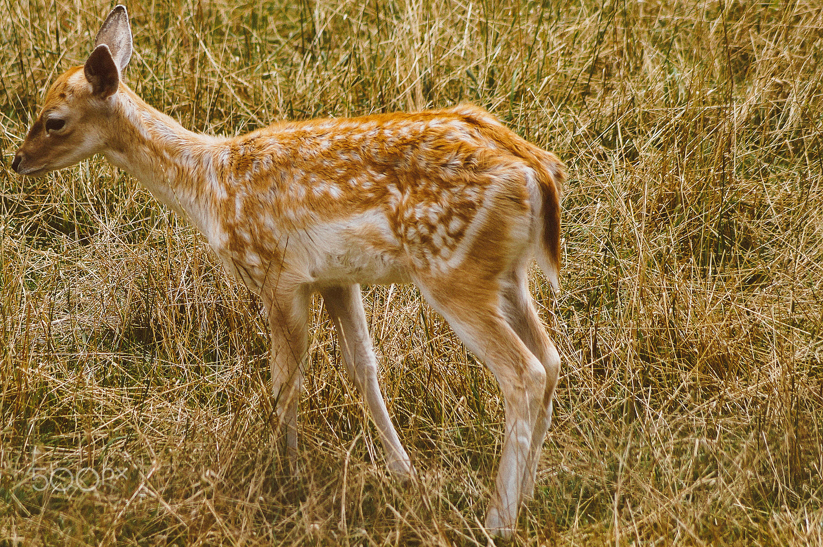 Sony SLT-A57 + Sony DT 55-200mm F4-5.6 SAM sample photo. Bambi fawn ! photography