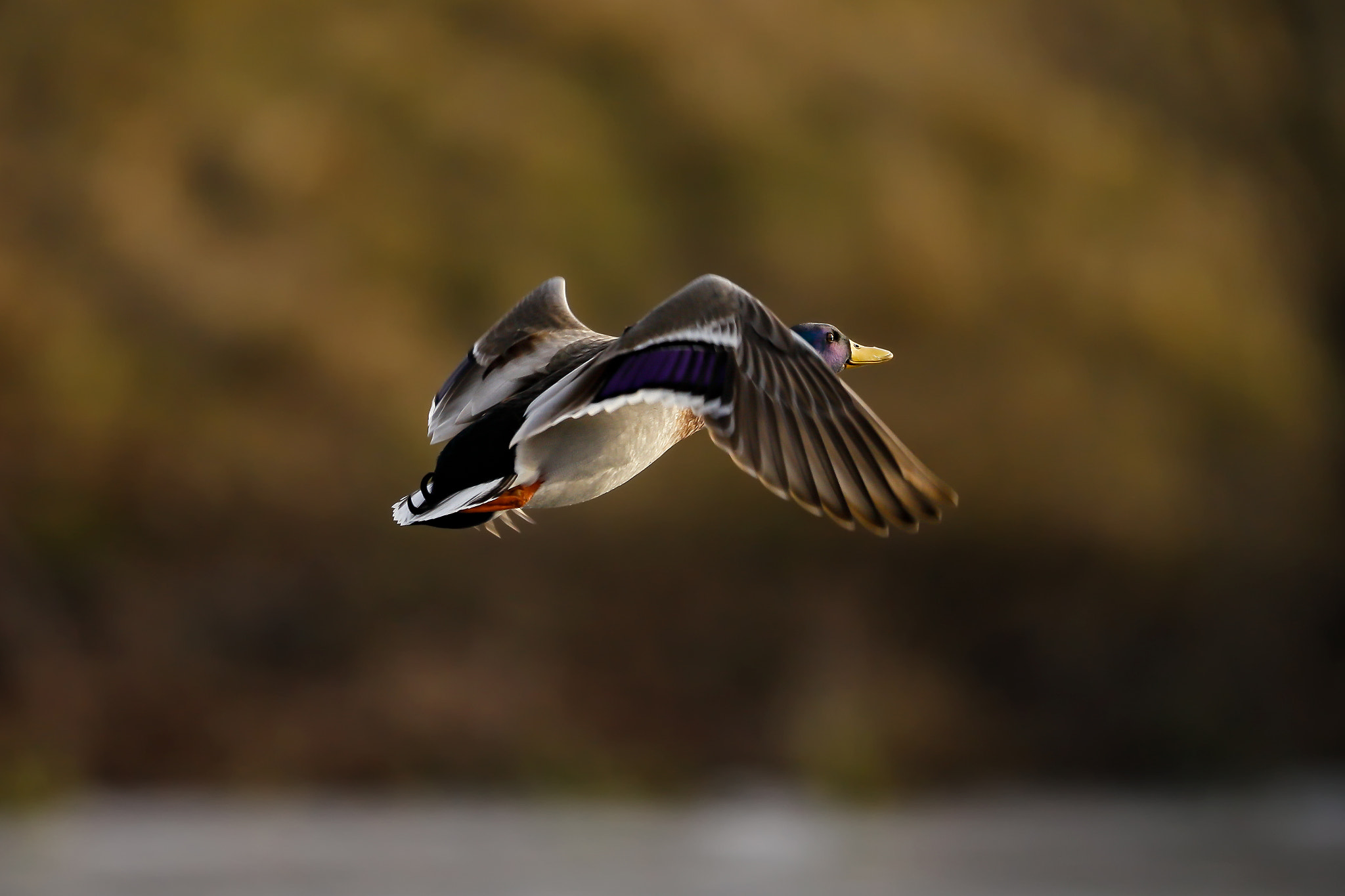 Canon EF 400mm F2.8L IS II USM sample photo. Flying duck photography