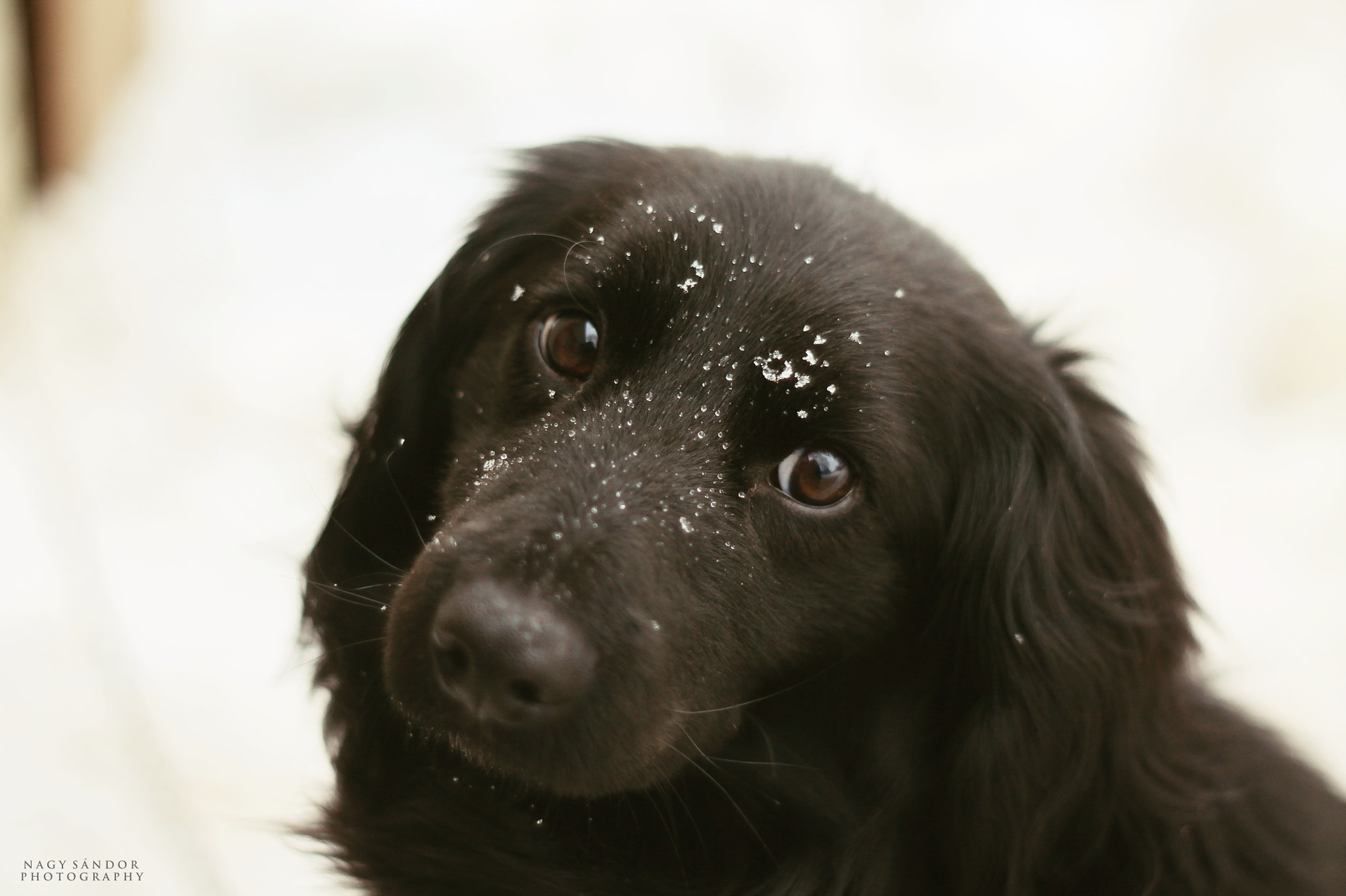 Canon EF 35-80mm f/4-5.6 sample photo. Kormi photography