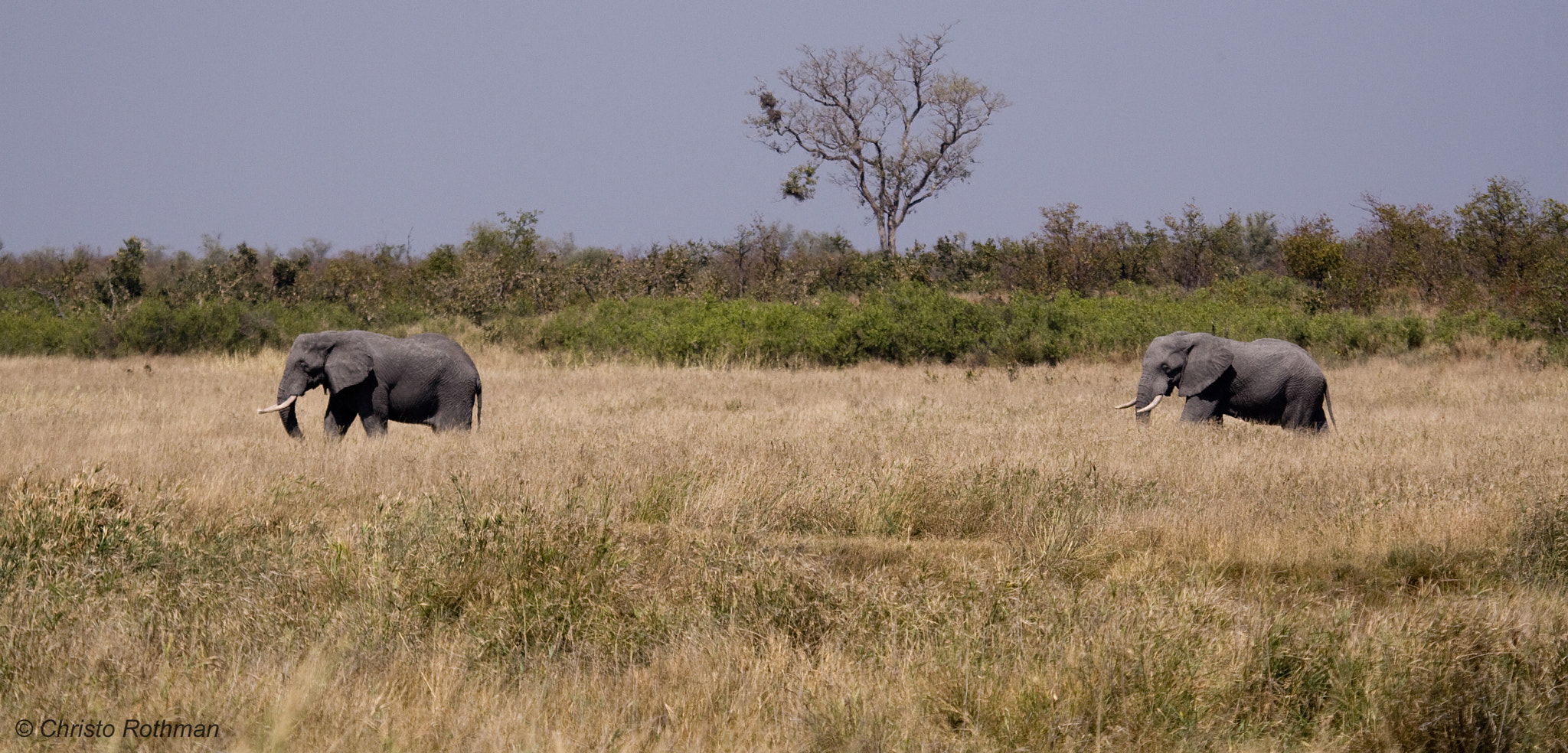 Canon EF 100-400mm F4.5-5.6L IS USM sample photo. Follow me photography