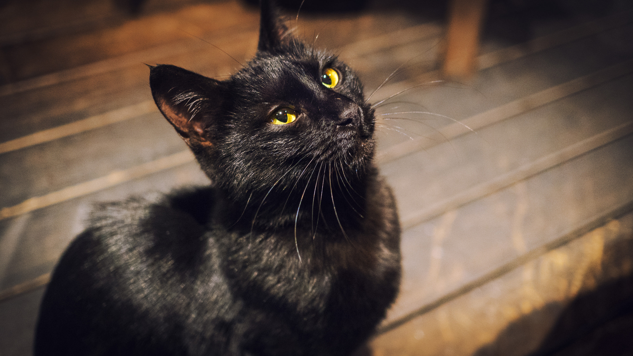 Sony a6300 + Sony Sonnar T* E 24mm F1.8 ZA sample photo. Nice looking cat photography