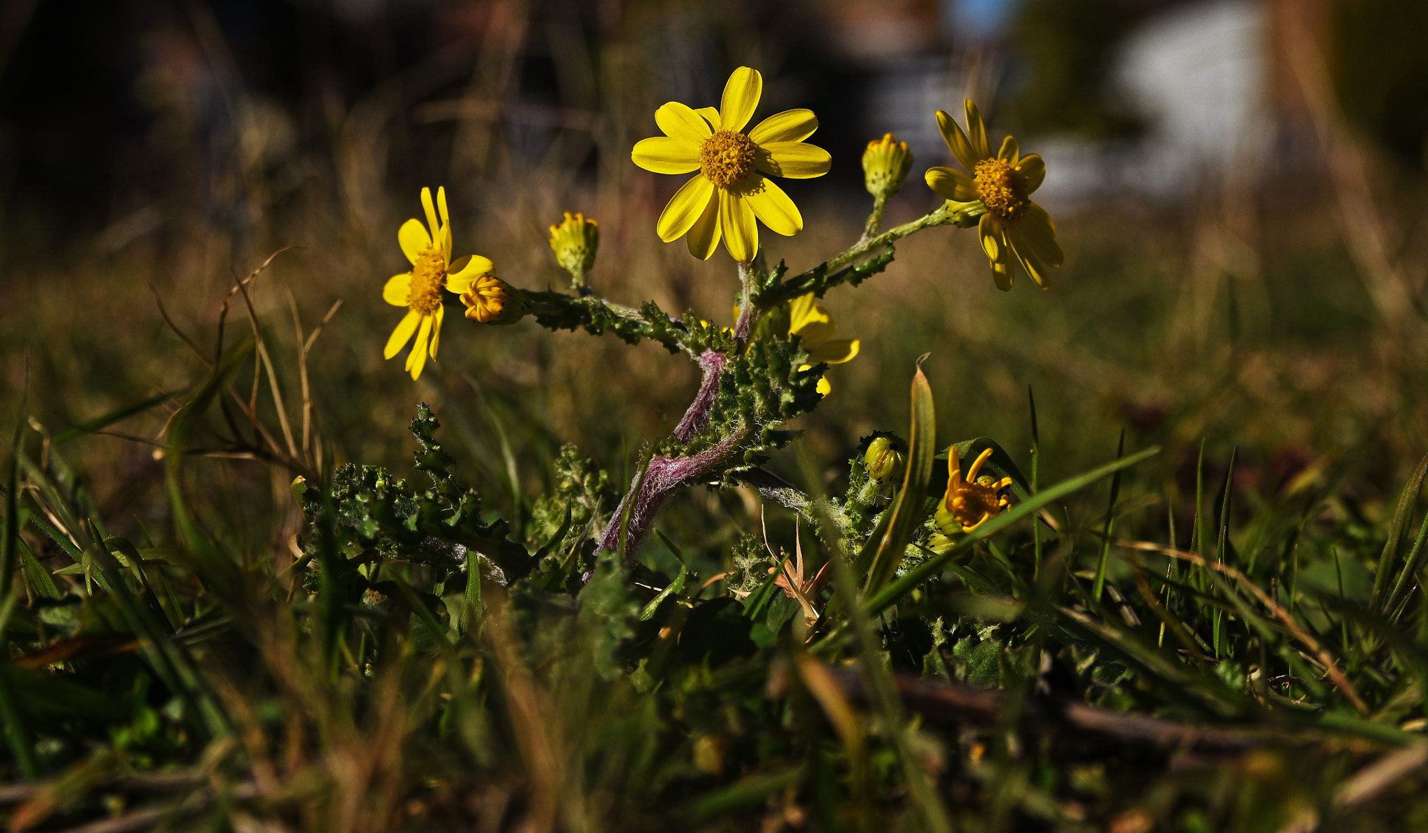 FSA-L2, EDG 65, 800mm F13 G sample photo. ...dance... photography