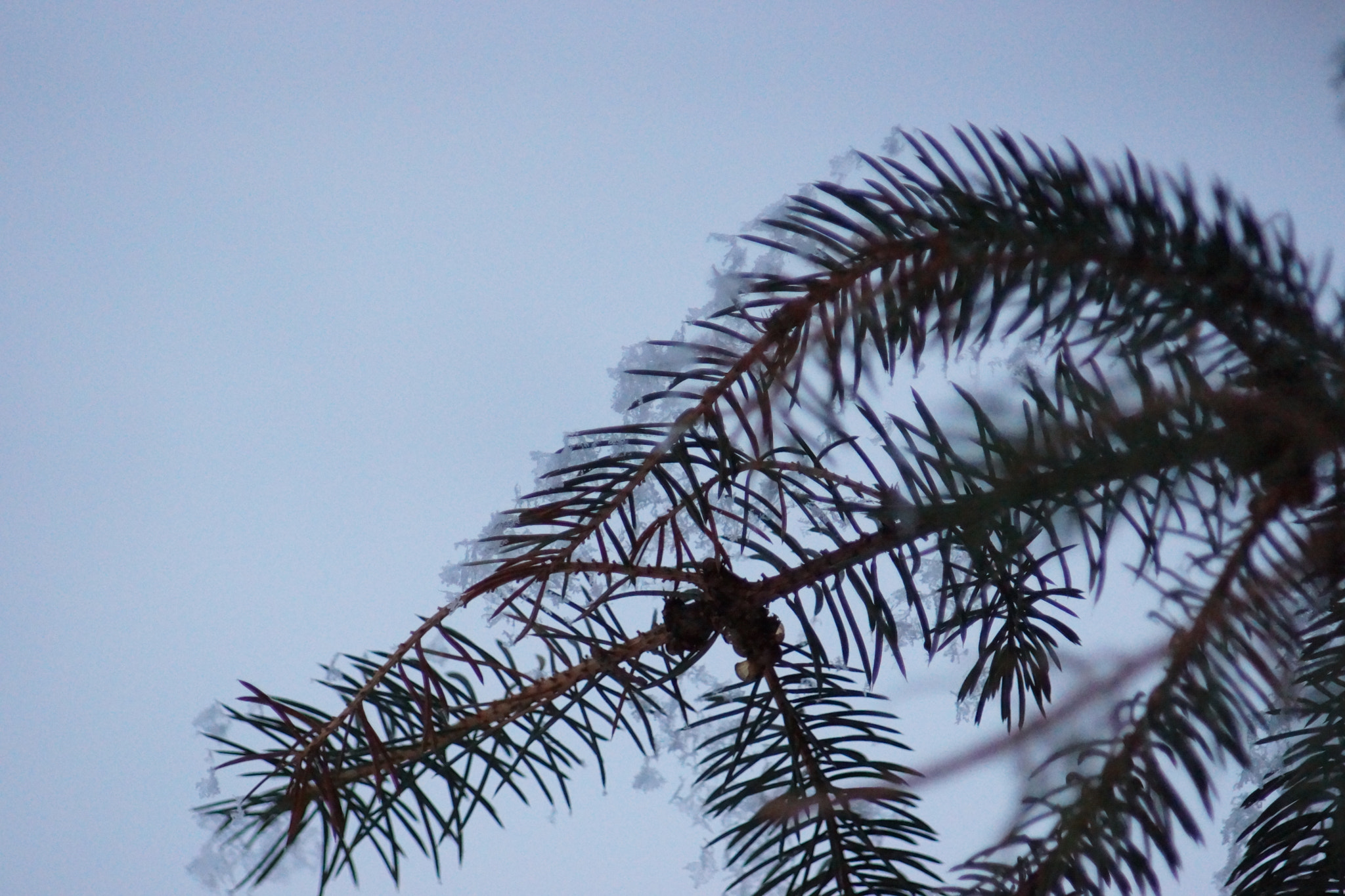 Minolta AF 70-210mm F4.5-5.6 [II] sample photo. Snowy pine tree photography