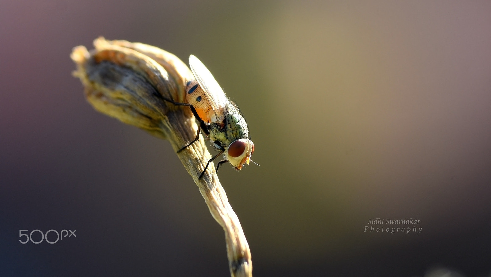 Nikkor 500mm f/4 P ED IF sample photo. Macro world photography