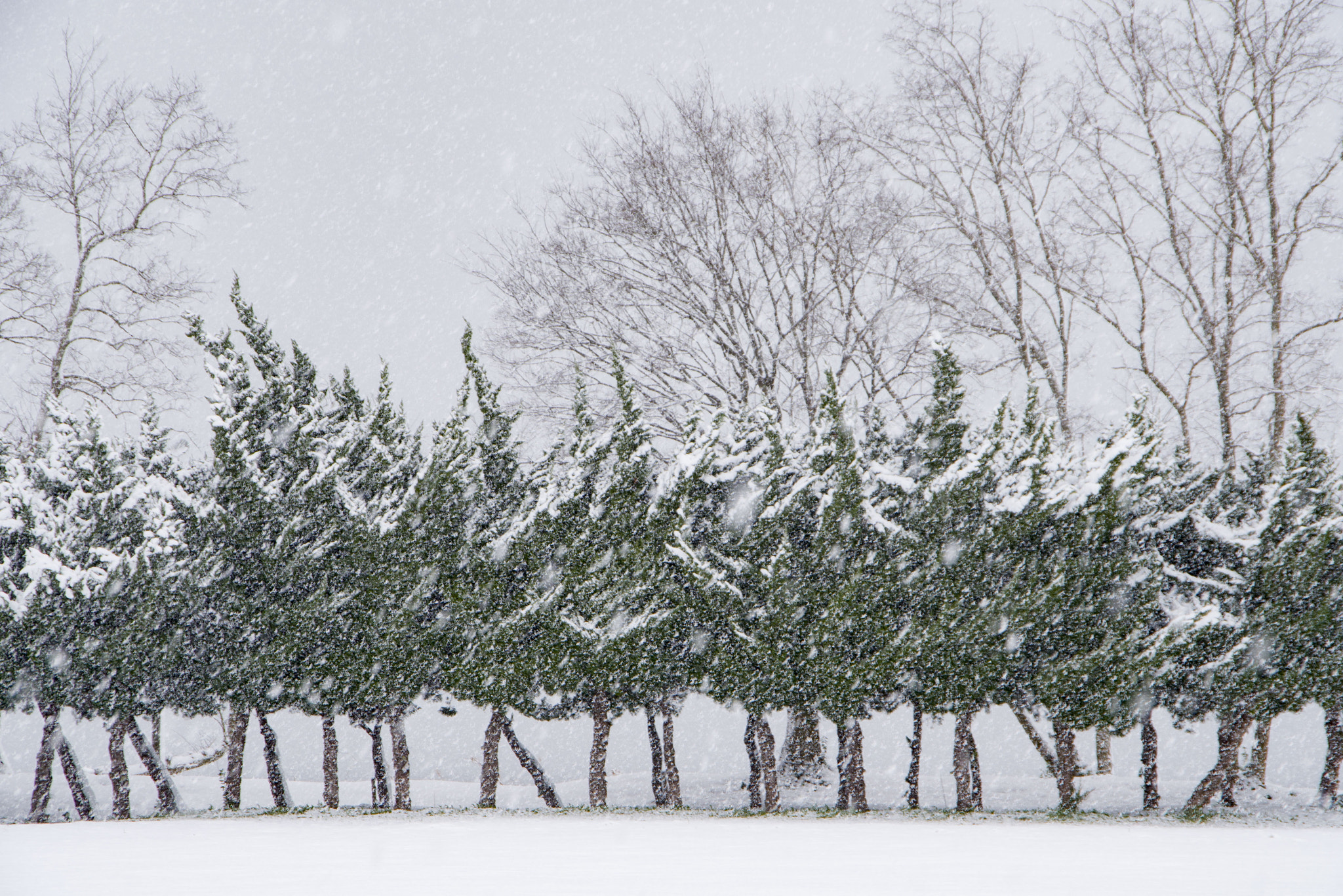 Pentax K-1 sample photo. Snow photography