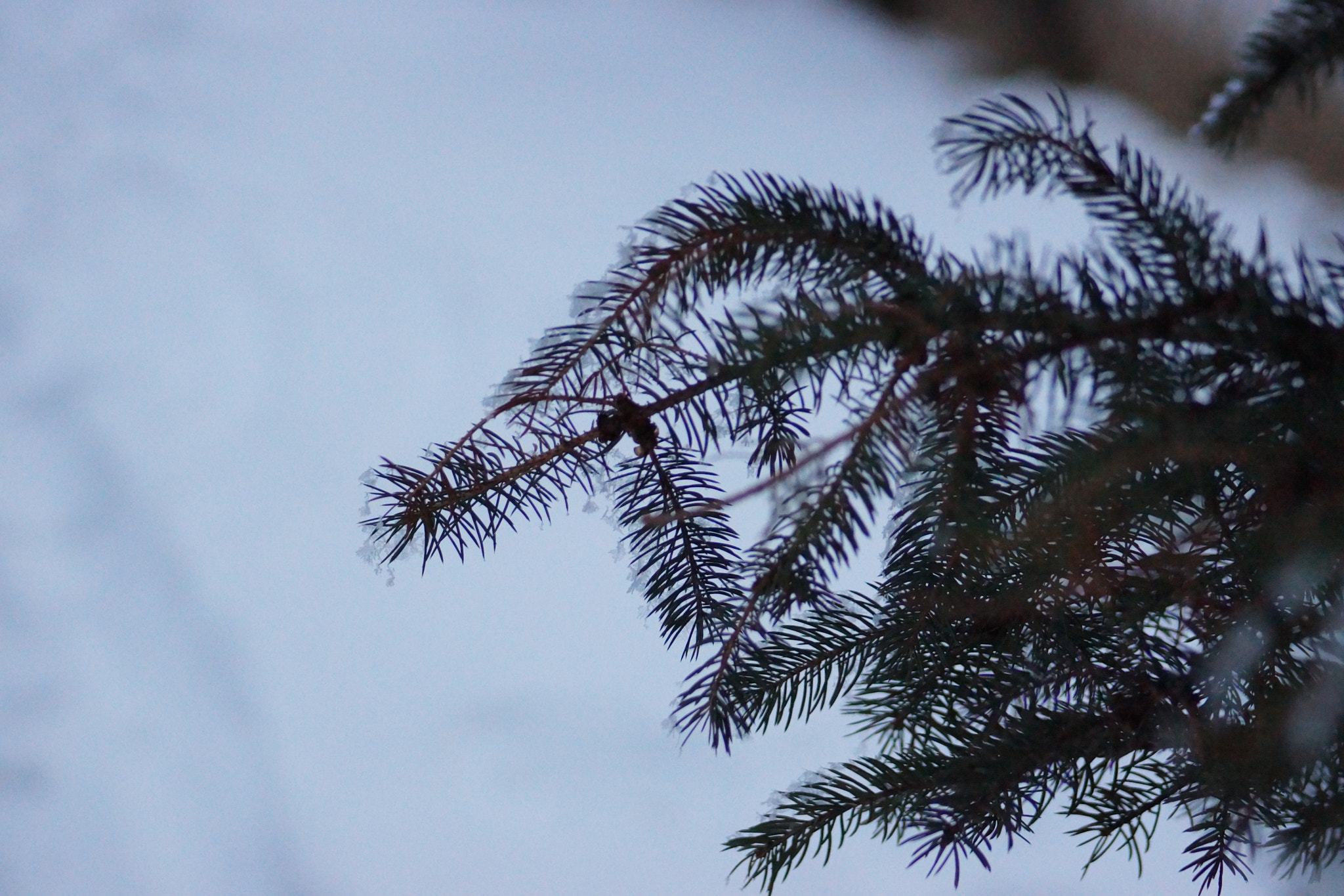 Sony SLT-A65 (SLT-A65V) sample photo. Snowy pine tree  photography