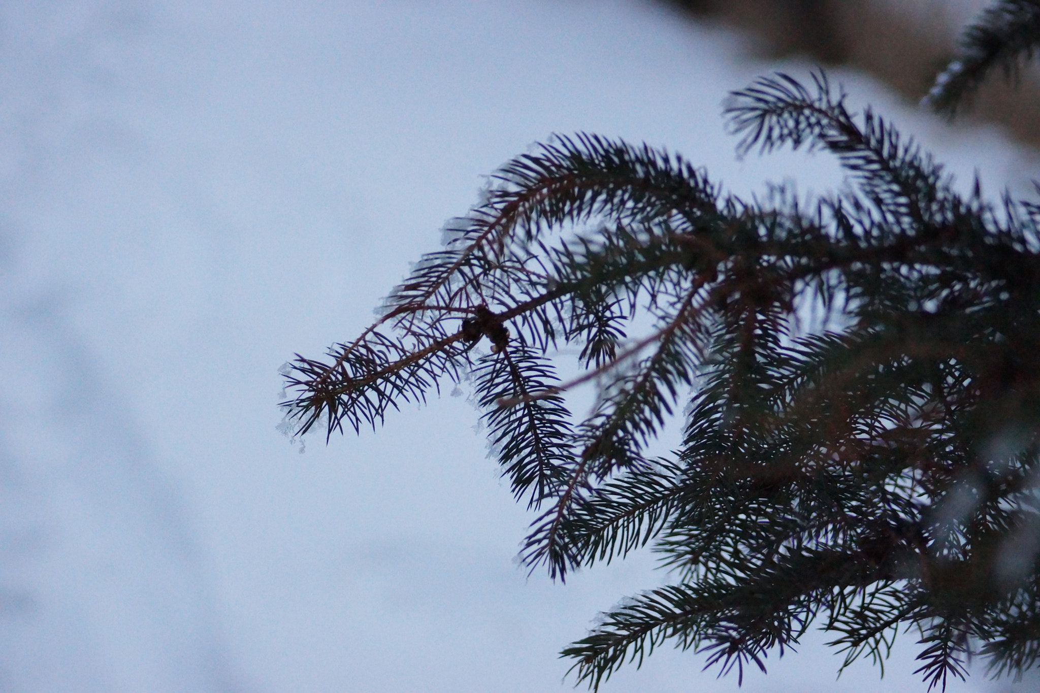 Minolta AF 70-210mm F4.5-5.6 [II] sample photo. Snowy pine tree  photography
