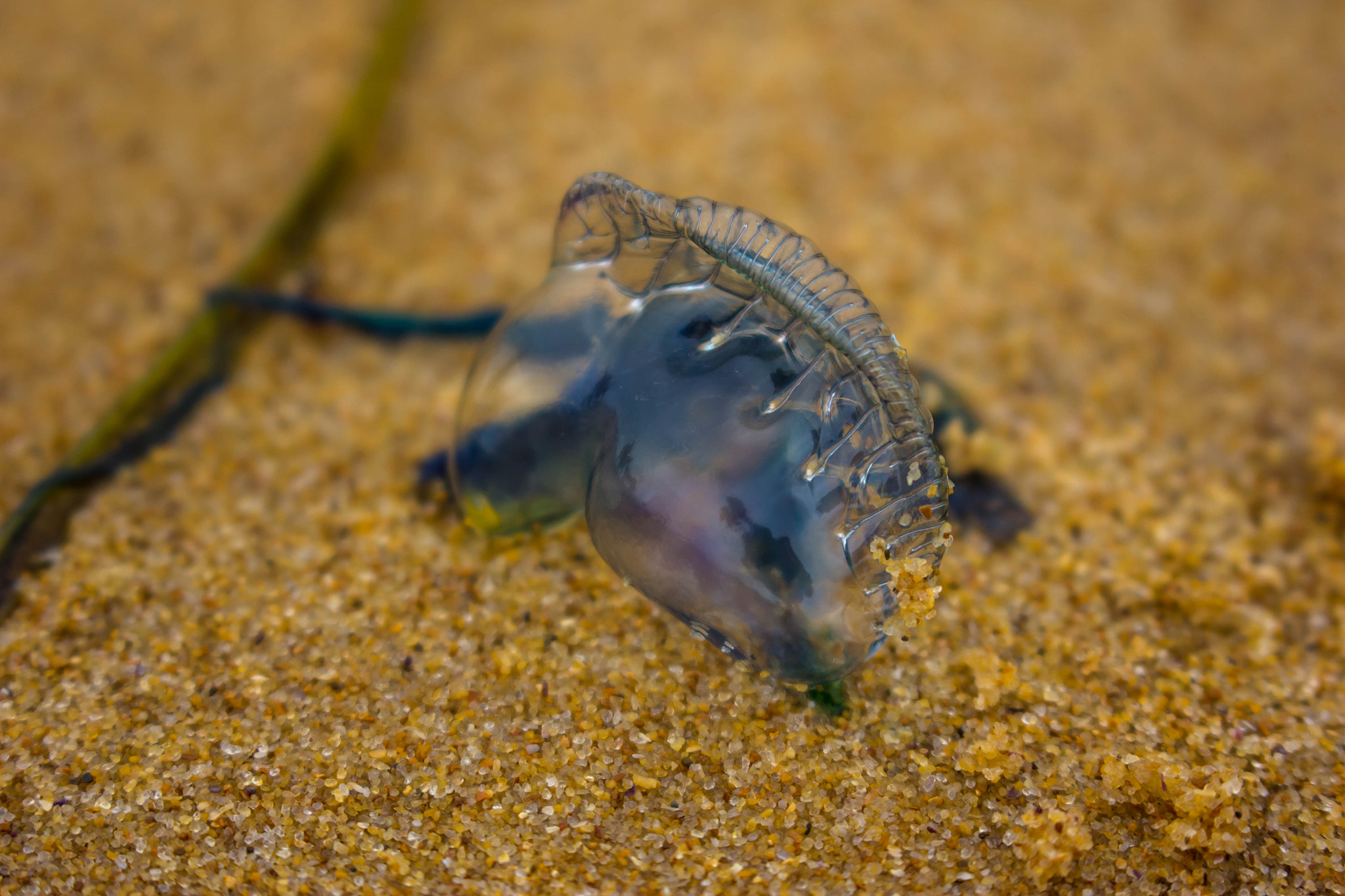 Canon EOS 60D sample photo. Australias favourite beach companion photography