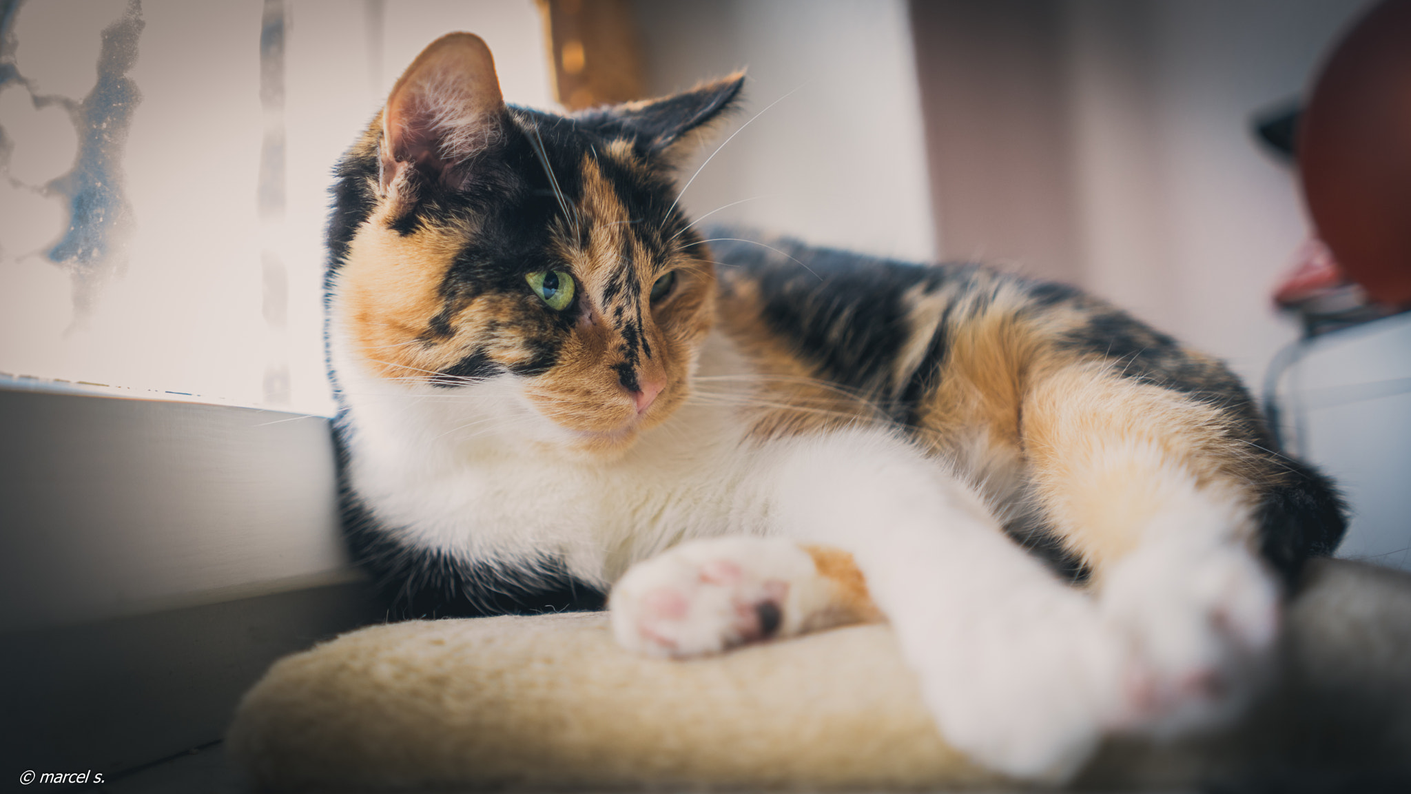 Sony a7 sample photo. Cat at home on its favorit place photography