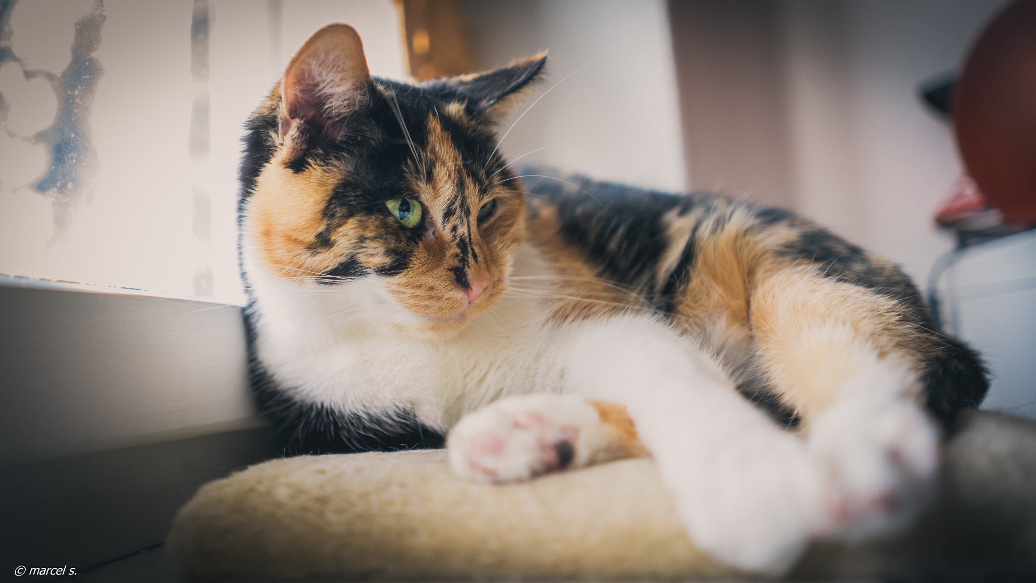 Sony a7 + Sony FE 28mm F2 sample photo. Cat at home on its favorit place photography
