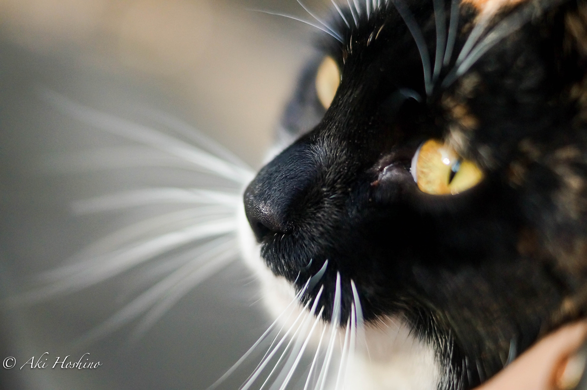 Sony DT 35mm F1.8 SAM sample photo. Eyes of a cat photography