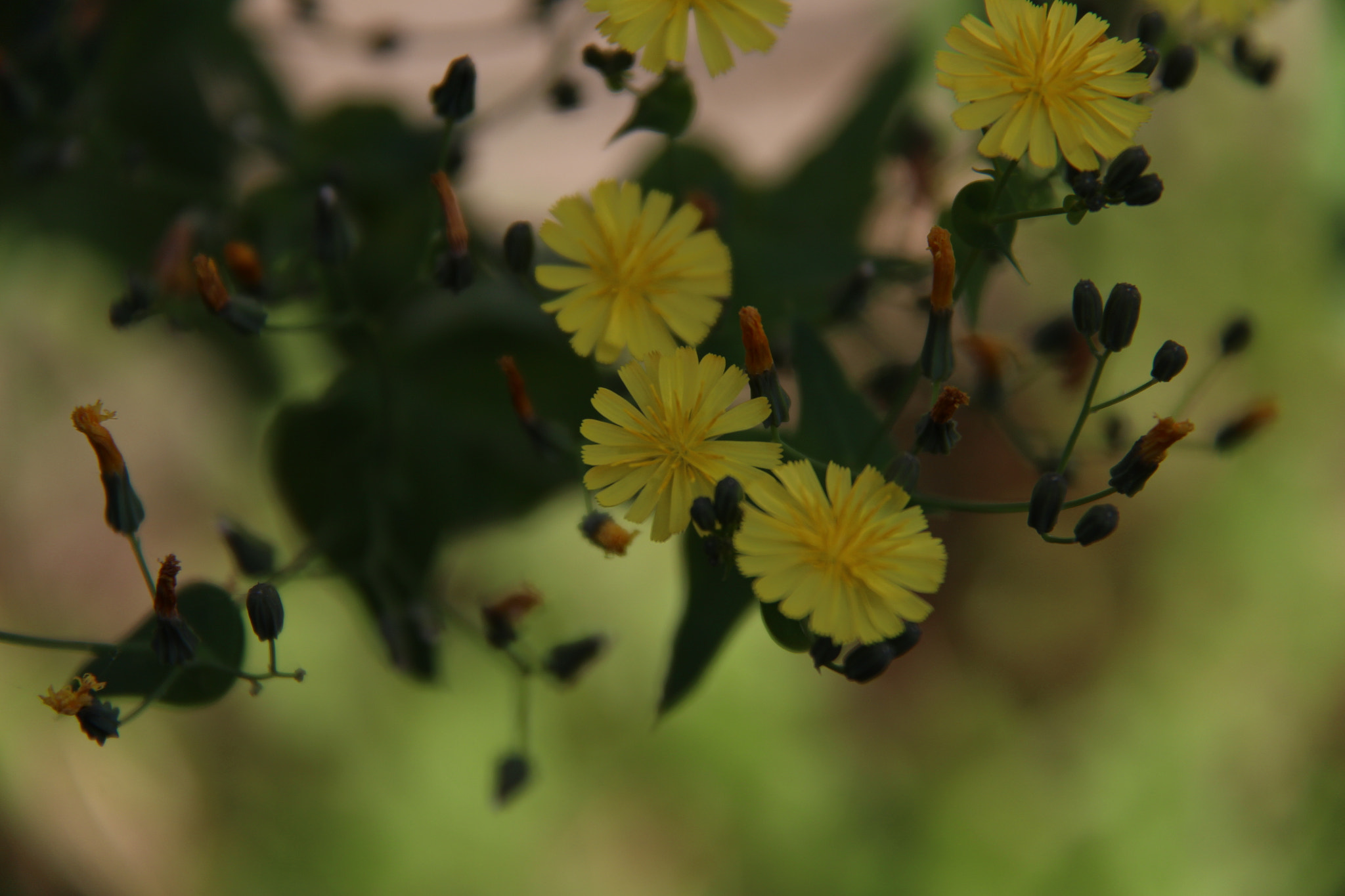 Canon EF-S 18-200mm F3.5-5.6 IS sample photo. 고향의 사랑스러운꽃```` photography