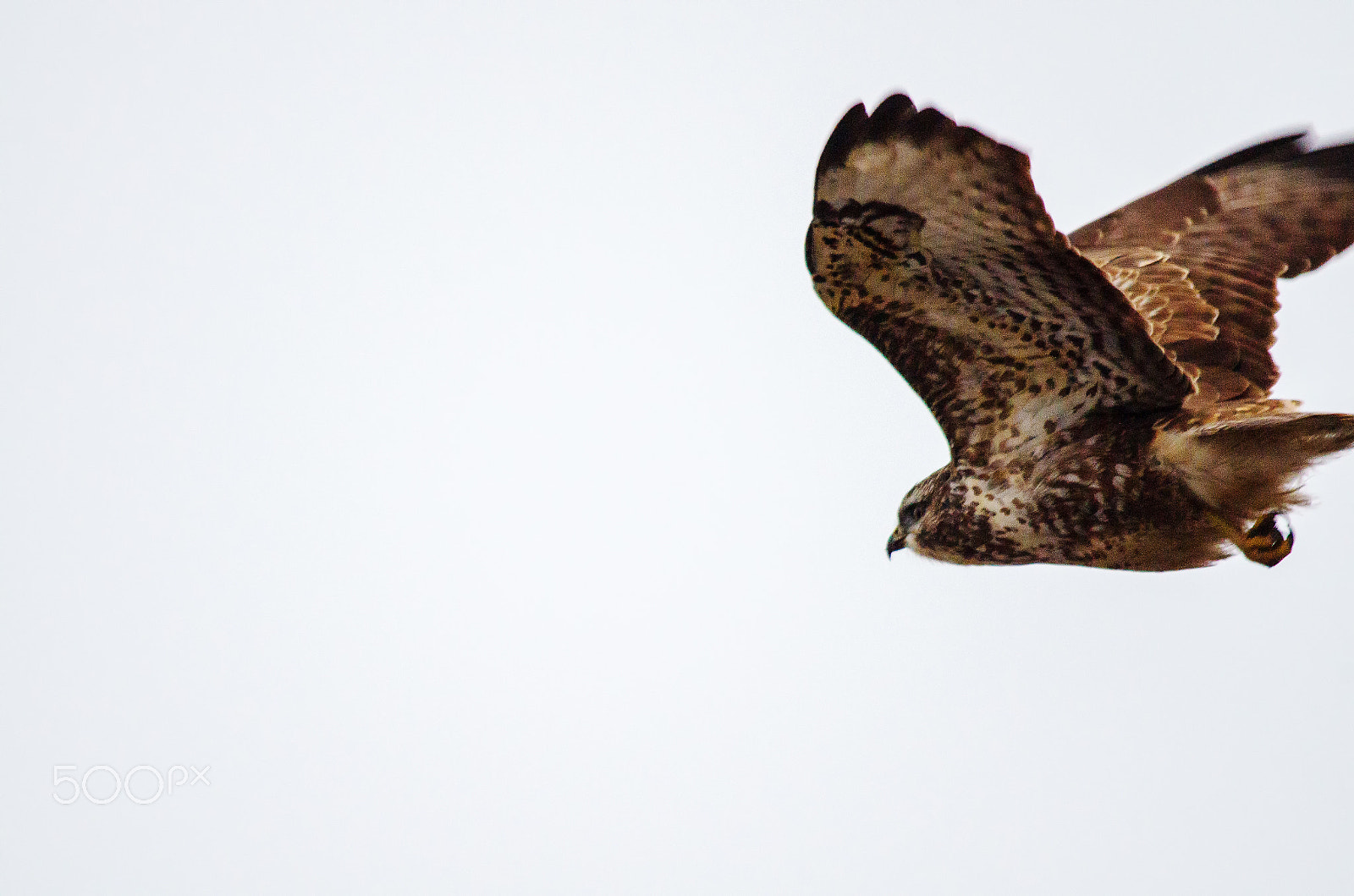 Sigma 150-500mm F5-6.3 DG OS HSM sample photo. Buteo buteo photography