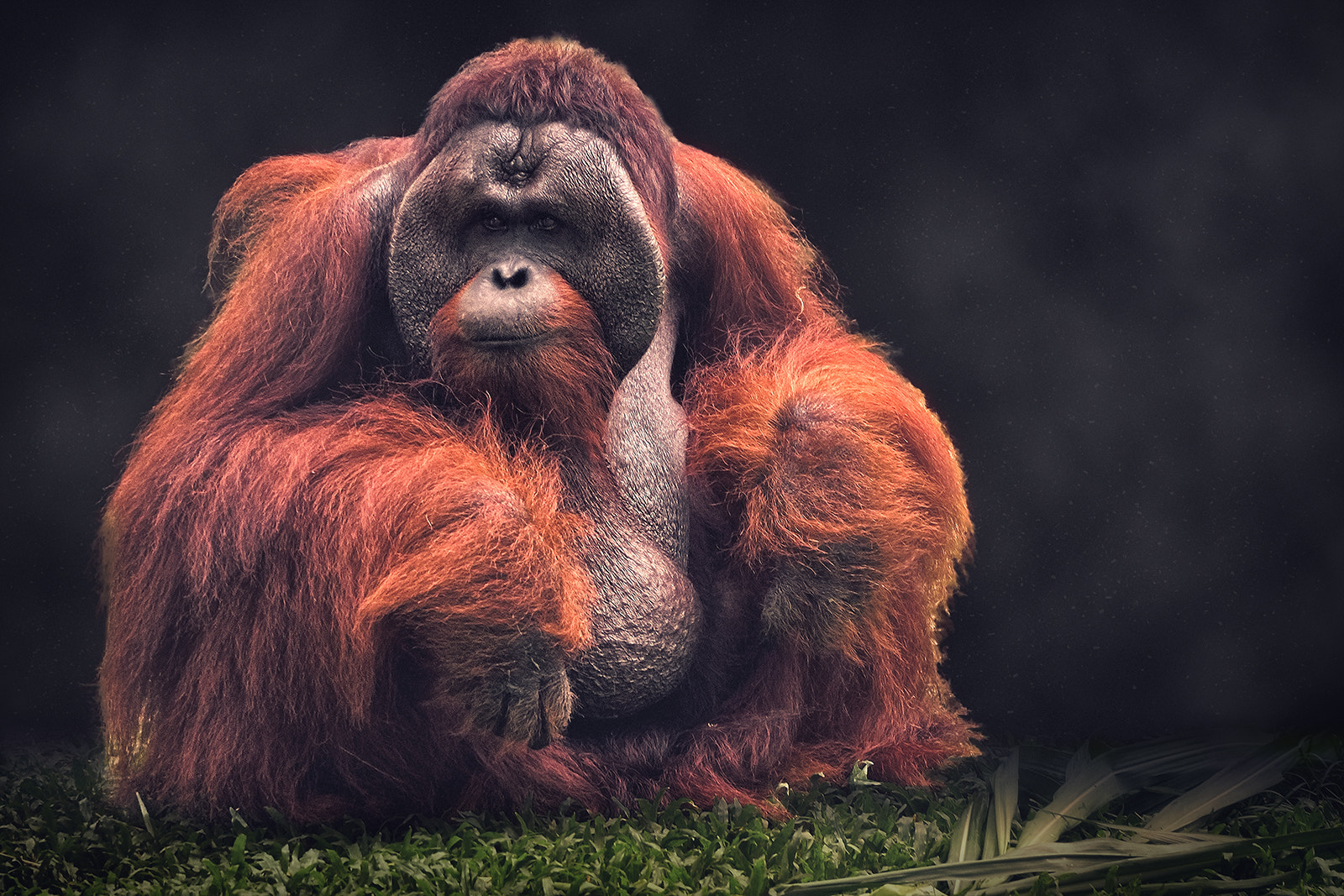 Olympus OM-D E-M1 sample photo. The bornean orangutan photography