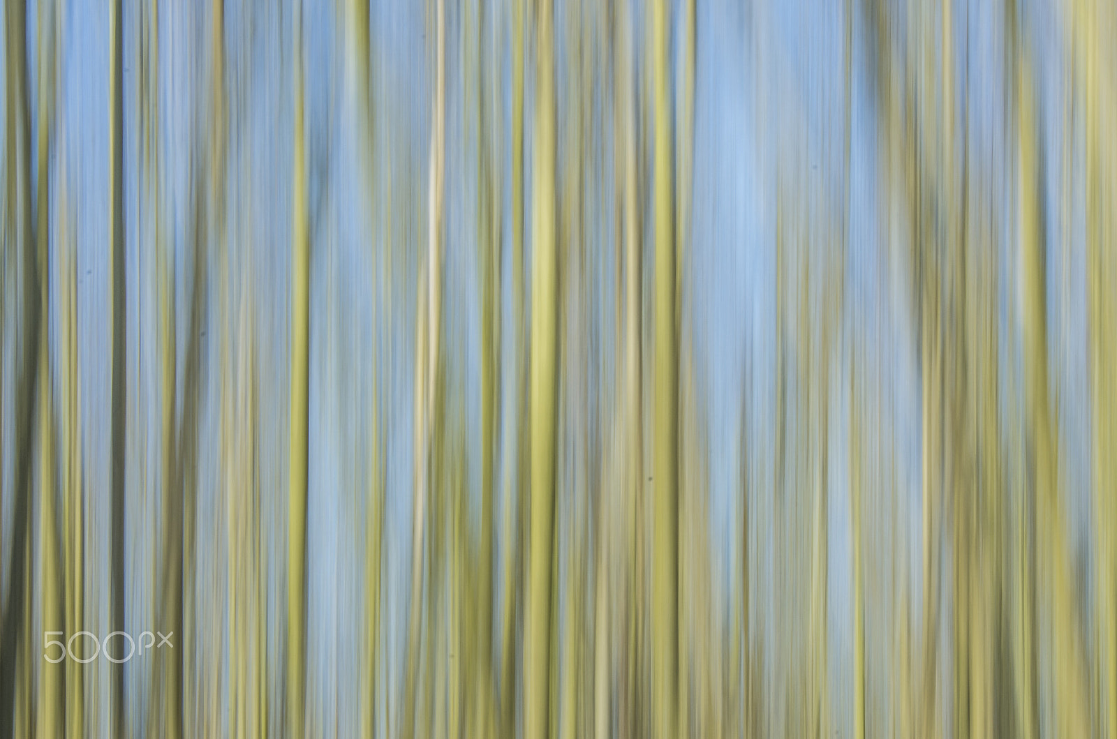 Pentax K-5 sample photo. Trees photography