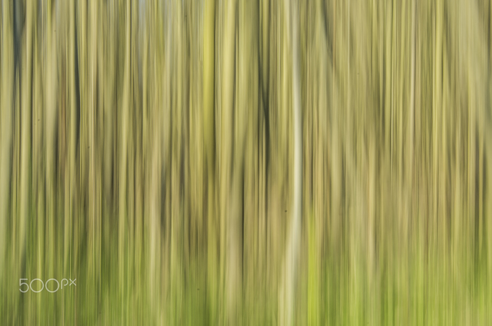 smc PENTAX-FA 80-320mm F4.5-5.6 sample photo. Trees photography