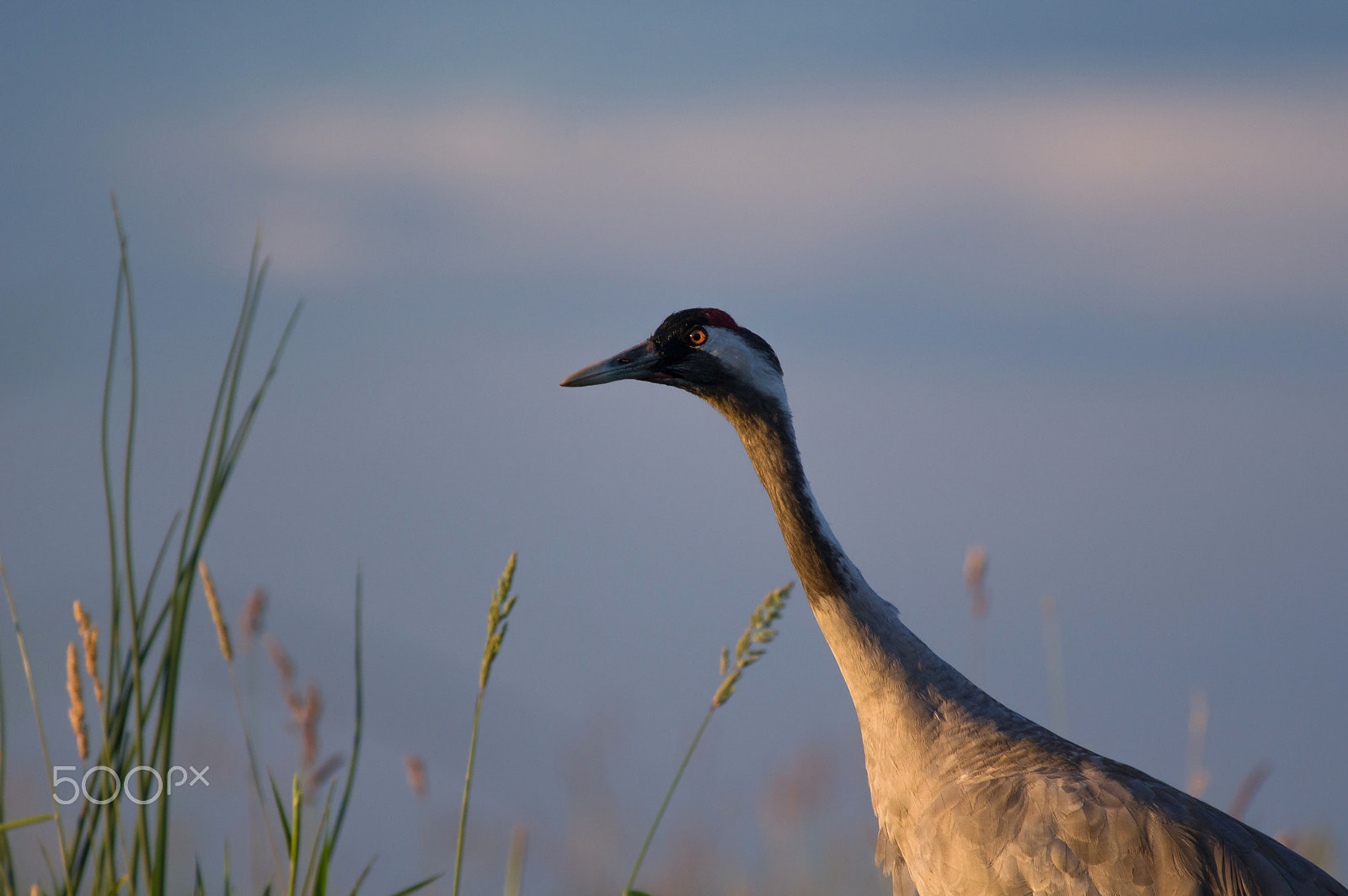 Pentax K-3 sample photo. Golden eye photography