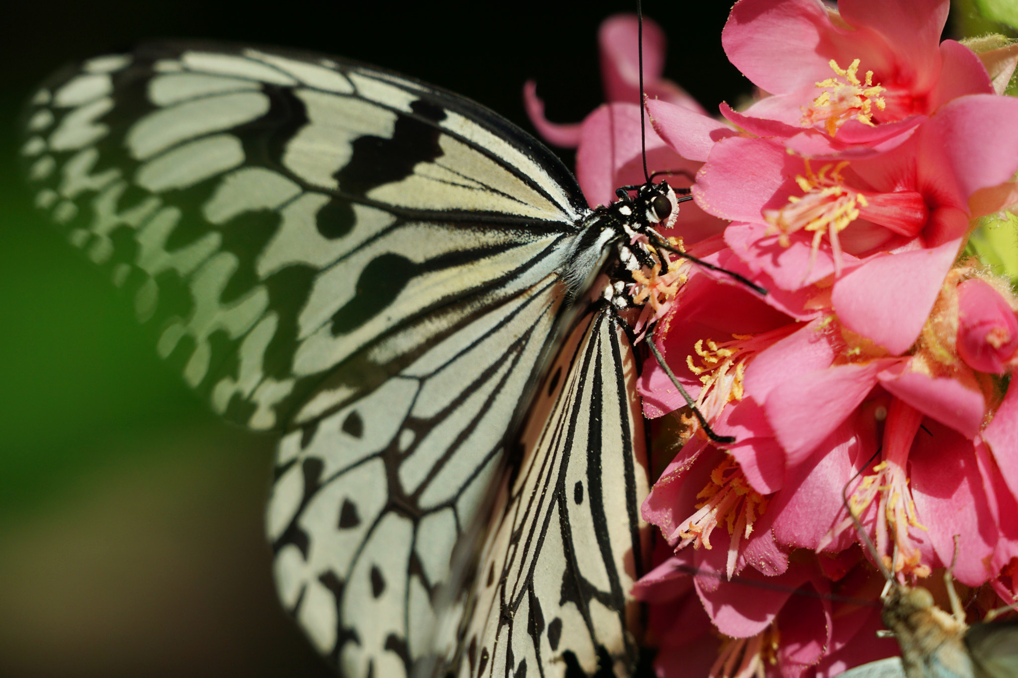 Sony a6000 + Sony FE 70-300mm F4.5-5.6 G OSS sample photo. Butterfly   oogomadara photography