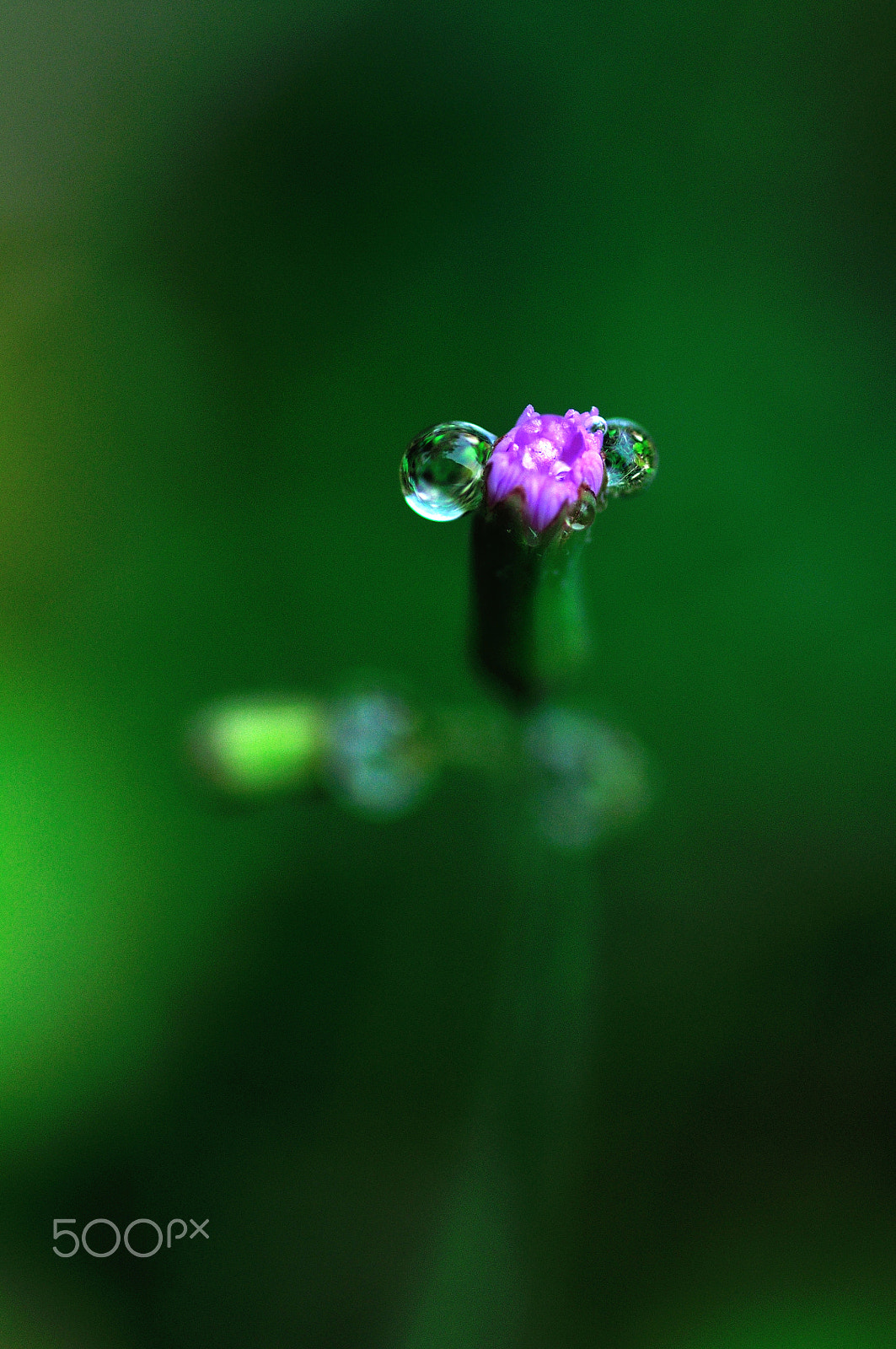 Nikon D90 + Tamron SP 90mm F2.8 Di VC USD 1:1 Macro sample photo. Wild flowers with raindrops photography