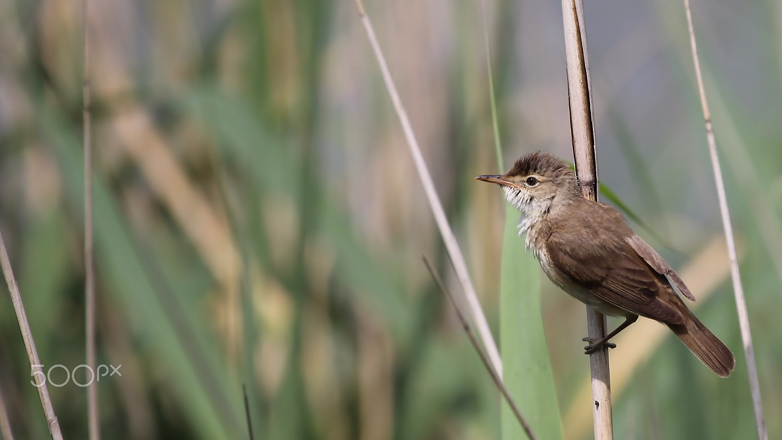 Canon EF 100-400mm F4.5-5.6L IS USM sample photo. Eurasian reed warbler photography