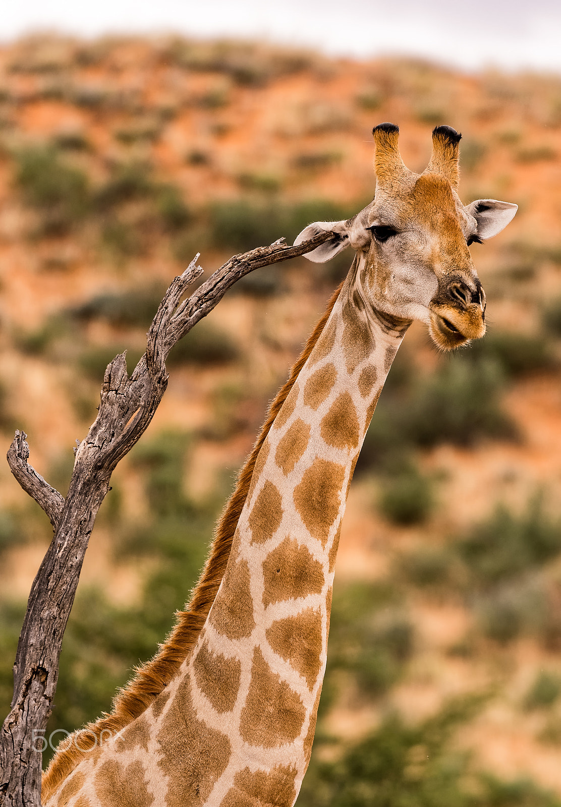 Nikon AF-S Nikkor 200-400mm F4G ED-IF VR sample photo. Giraffe q-tip photography