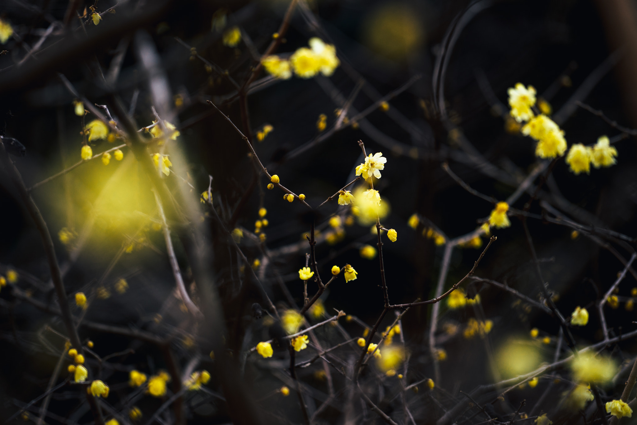 Sony a7 + Sony FE 70-200mm F4 G OSS sample photo. Wintersweet blooming photography