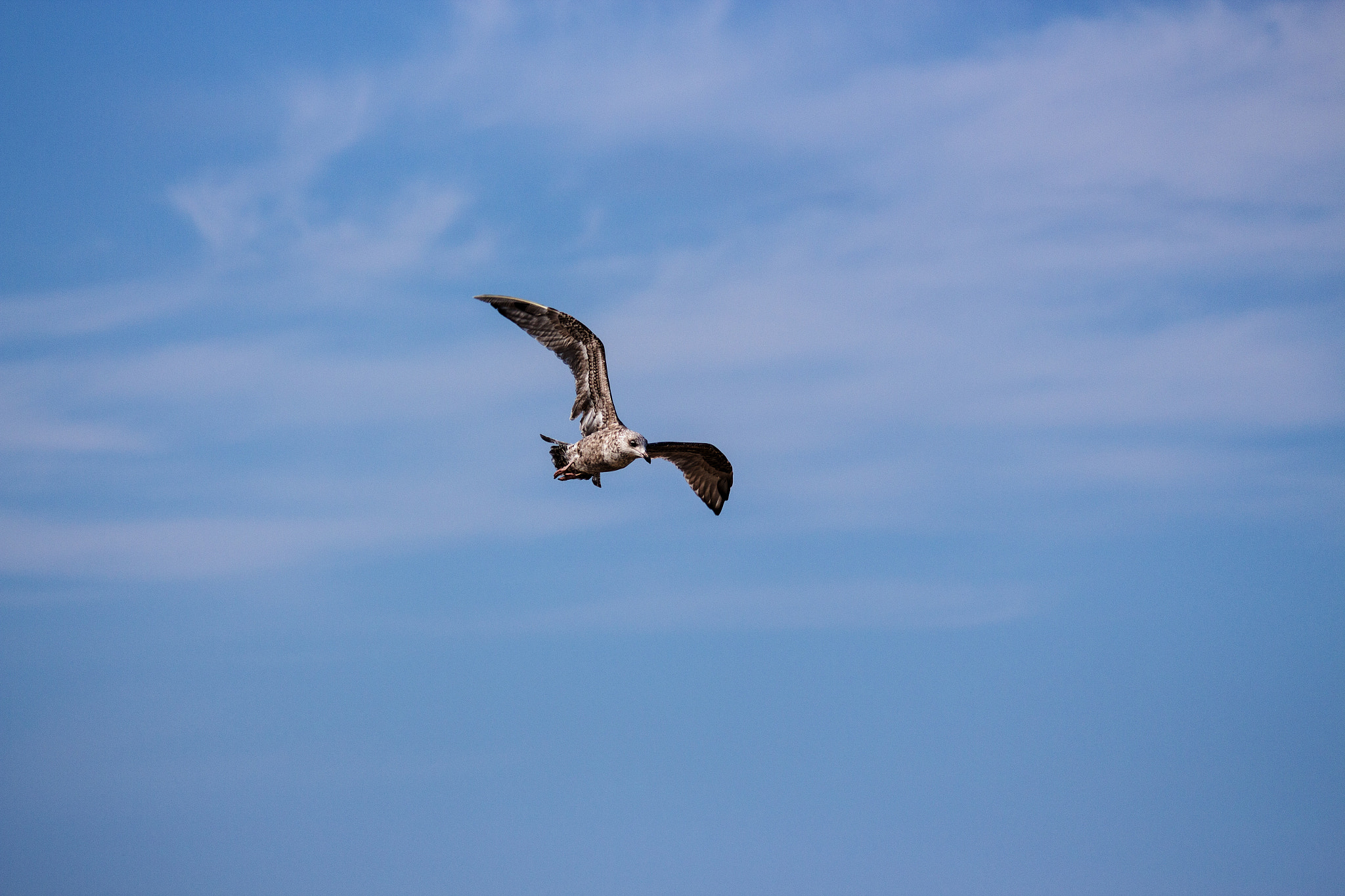 Canon EOS 650D (EOS Rebel T4i / EOS Kiss X6i) + Sigma 150-500mm F5-6.3 DG OS HSM sample photo. Bird fly photography