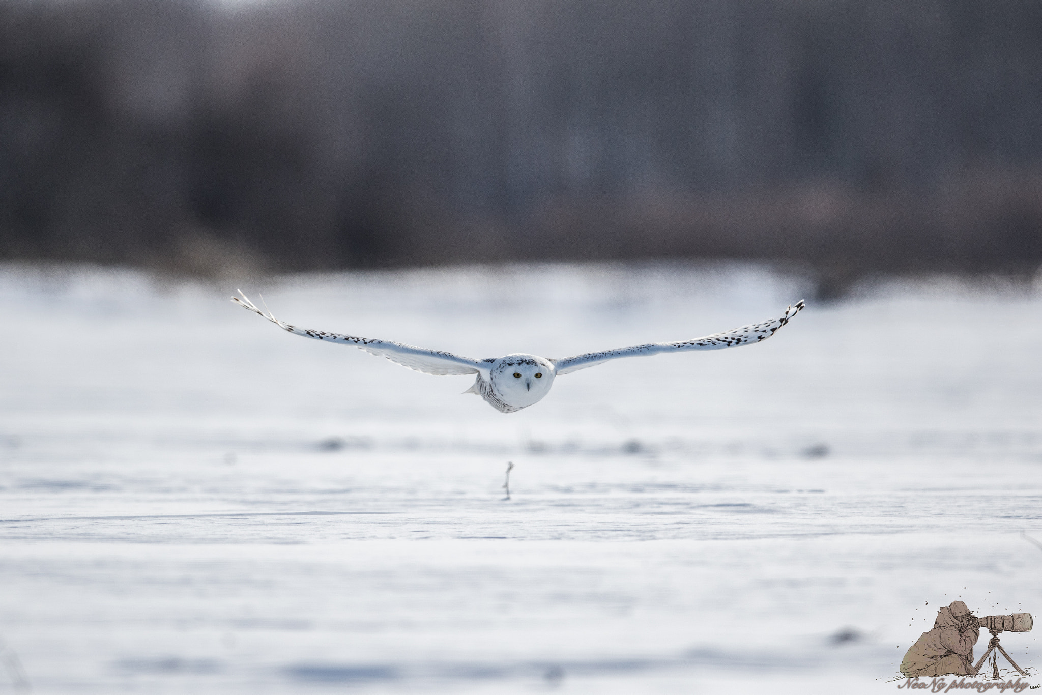 Canon EF 600mm F4L IS II USM sample photo. Neol photography