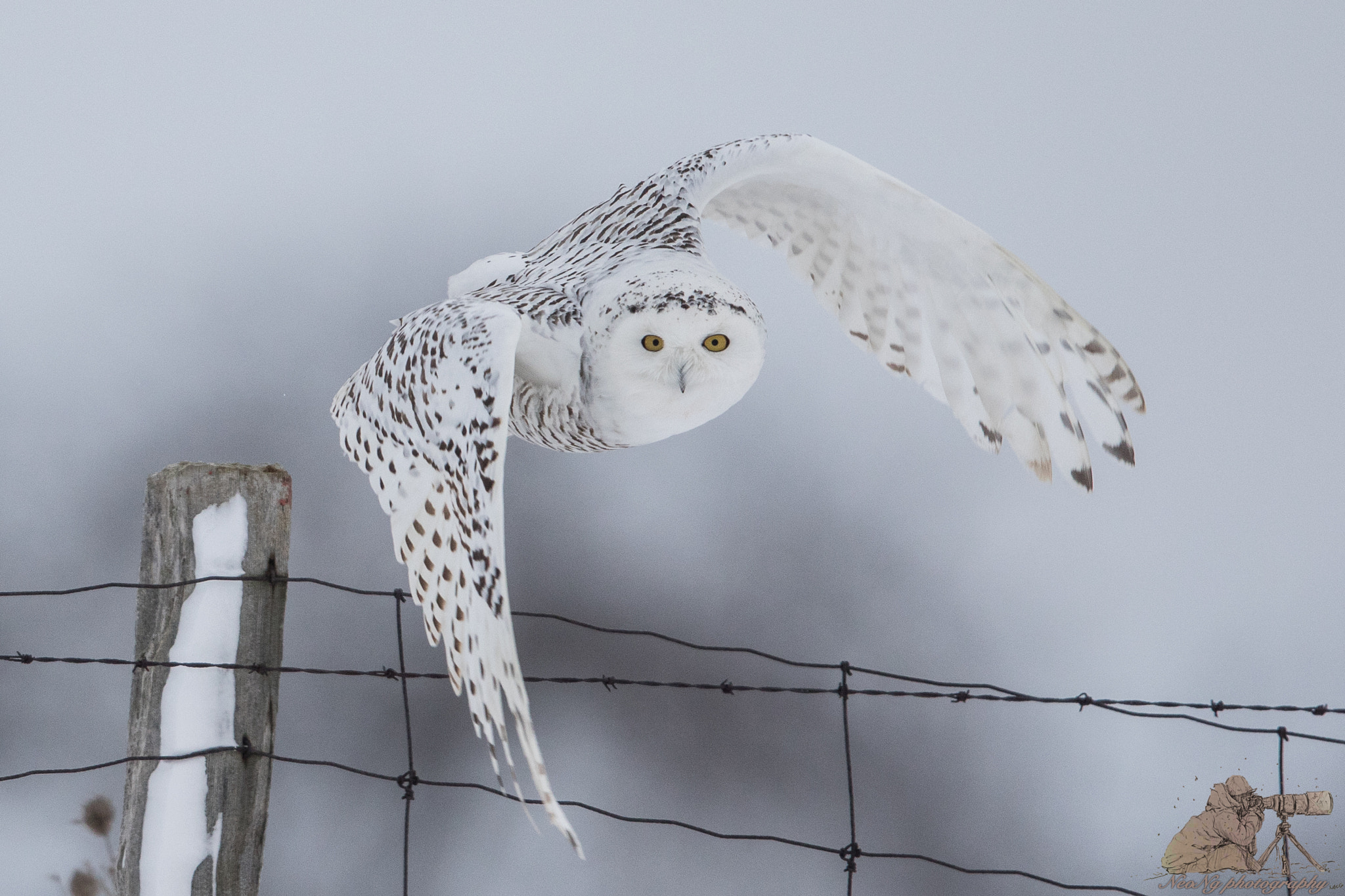 Canon EF 600mm F4L IS II USM sample photo. Neol photography