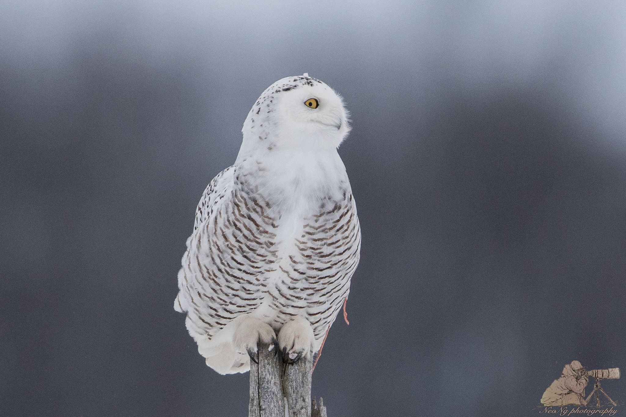 Canon EF 600mm F4L IS II USM sample photo. Neol photography