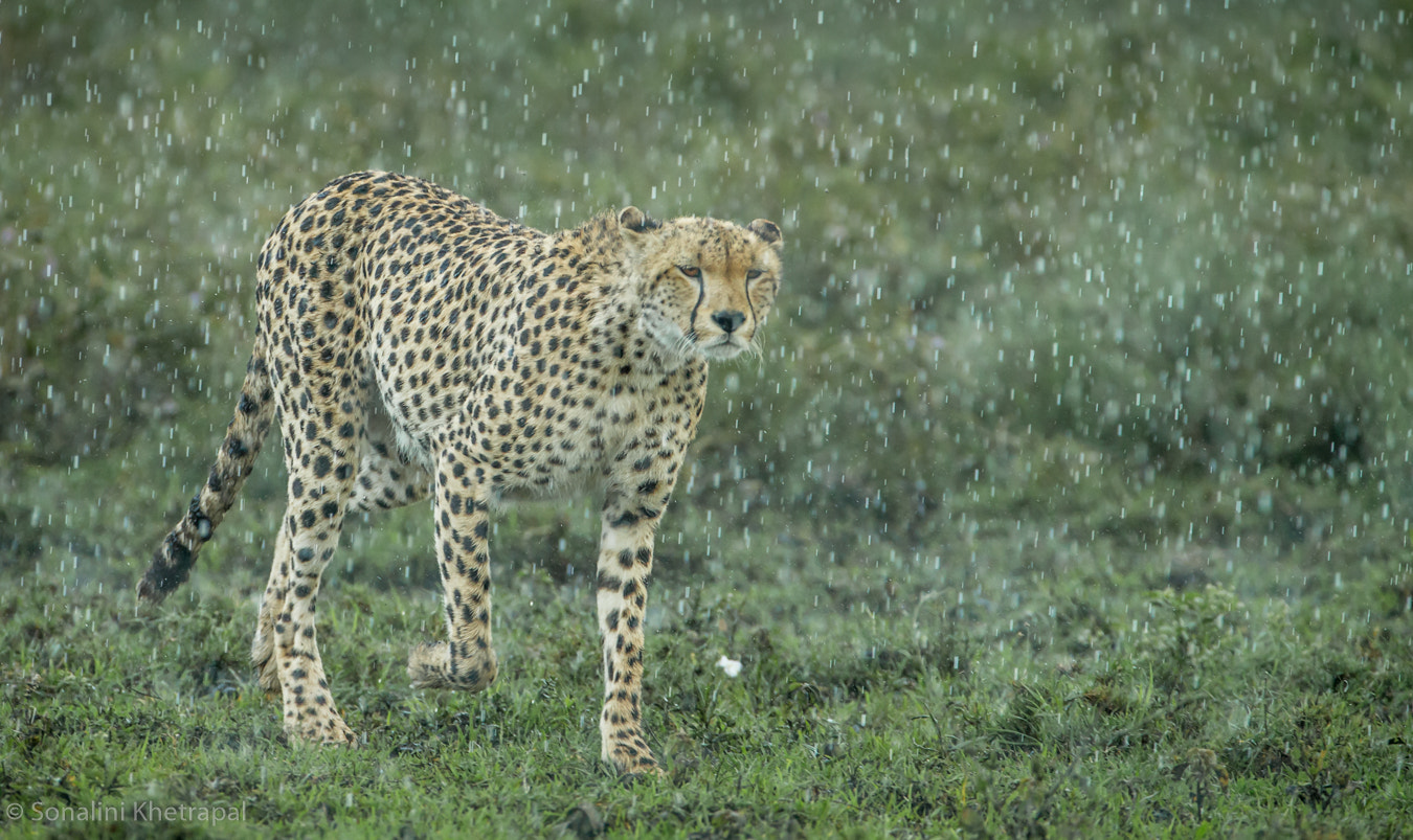 Canon EF 200-400mm F4L IS USM Extender 1.4x sample photo. Rain photography
