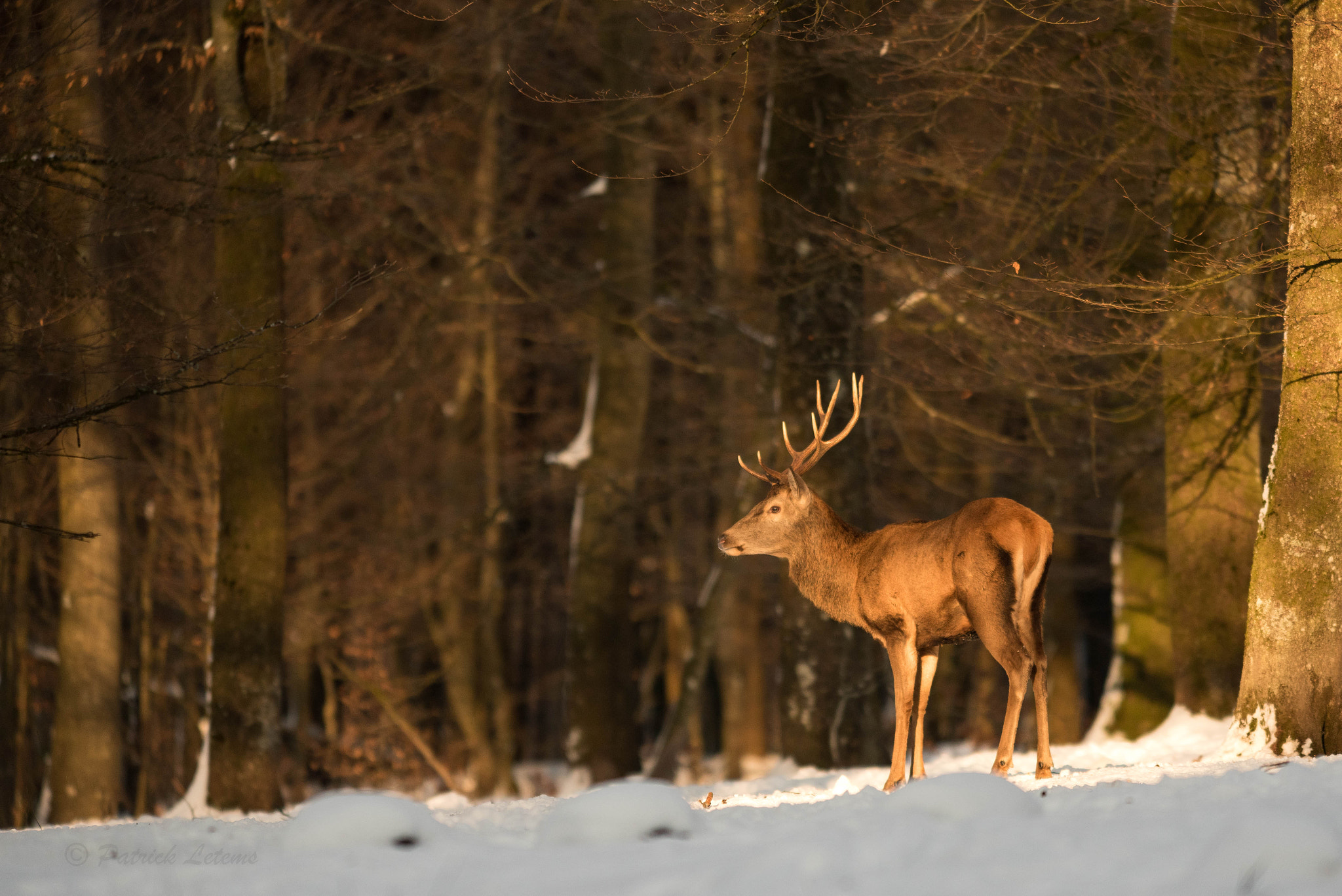 Nikon AF-S Nikkor 300mm F2.8G ED VR II sample photo. Cerf cors au banc photography