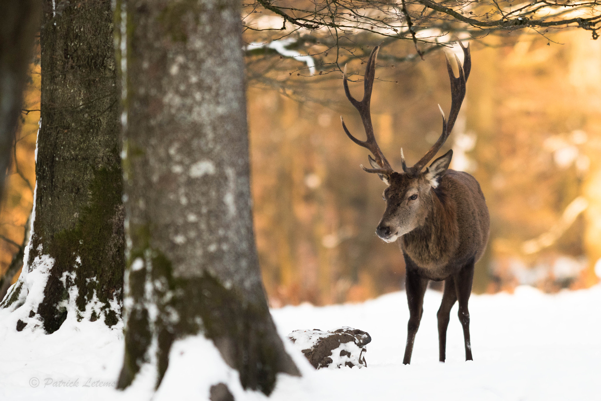 Nikon AF-S Nikkor 300mm F2.8G ED VR II sample photo. Cerf cors irrégulié au banc photography