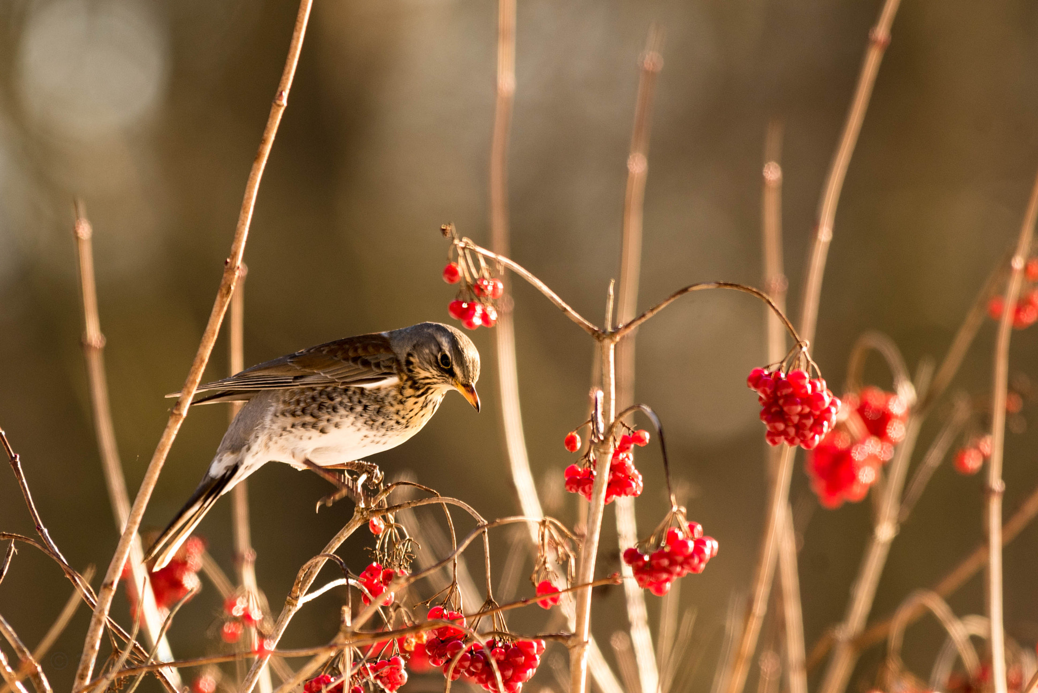 Nikon AF-S Nikkor 300mm F2.8G ED VR II sample photo. Grive litorne photography