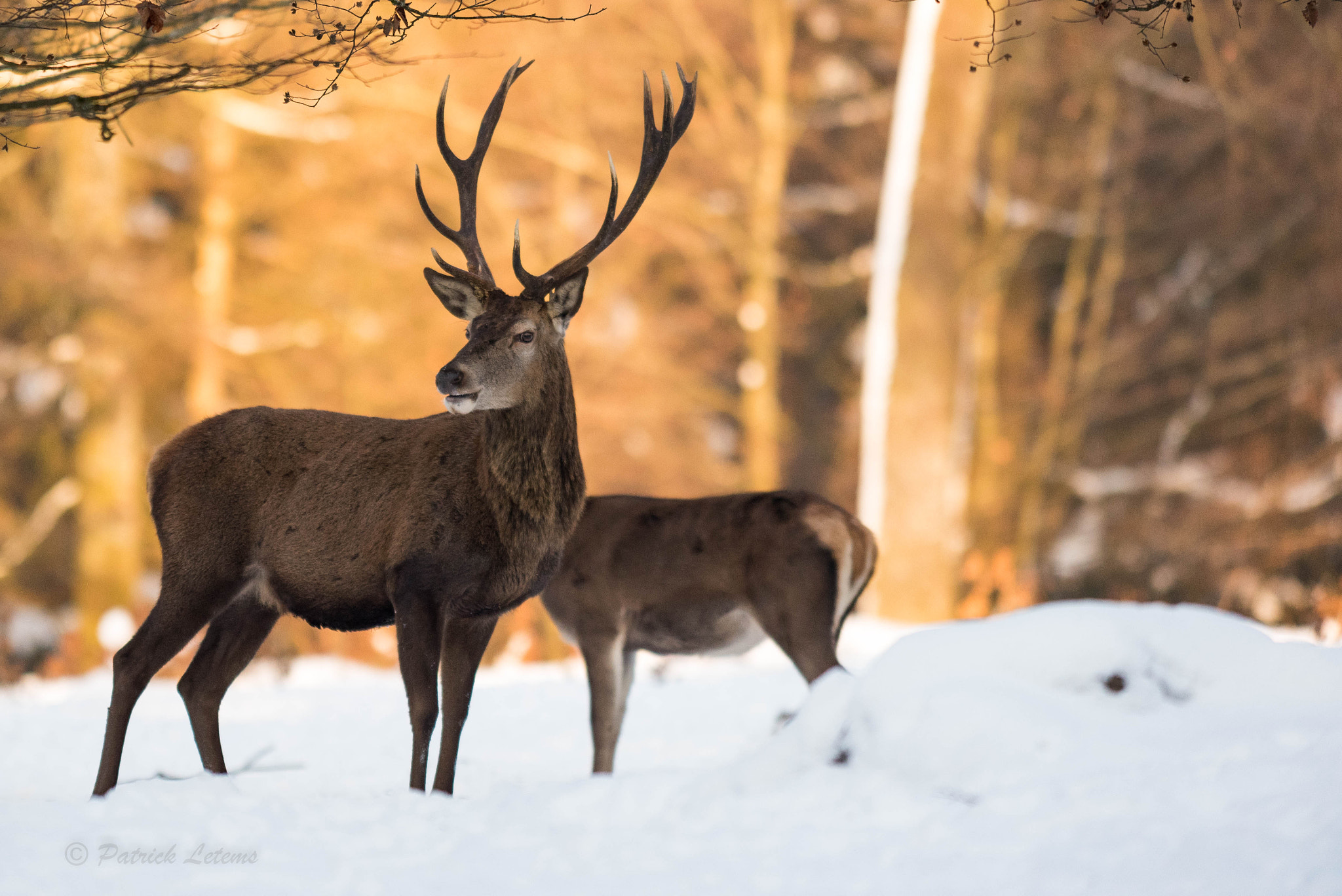 Nikon AF-S Nikkor 300mm F2.8G ED VR II sample photo. Cerf cors irrégulié au banc photography
