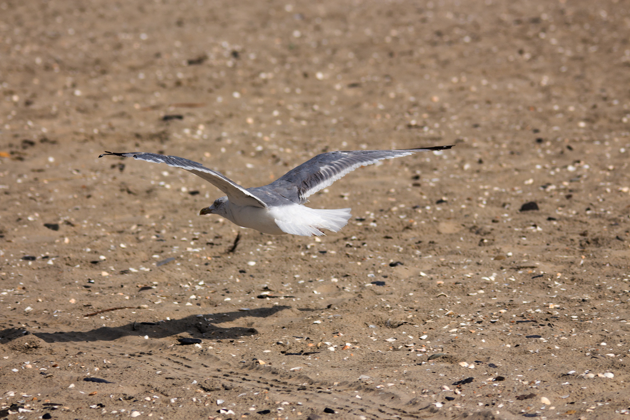 Sigma 150-500mm F5-6.3 DG OS HSM sample photo. The landing photography