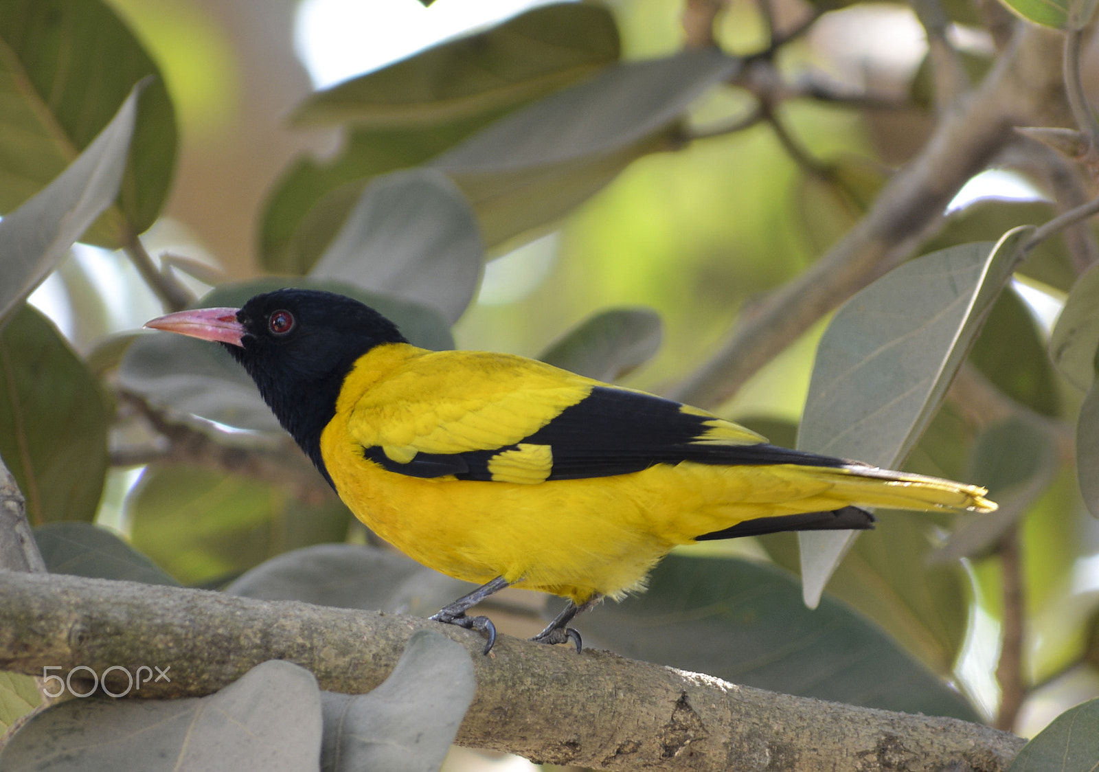 Nikon D5200 + Sigma 70-300mm F4-5.6 DG OS sample photo. Black-headed oriole photography